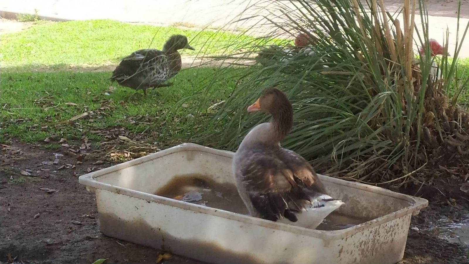 Una de las aves tratando de refrescarse.
