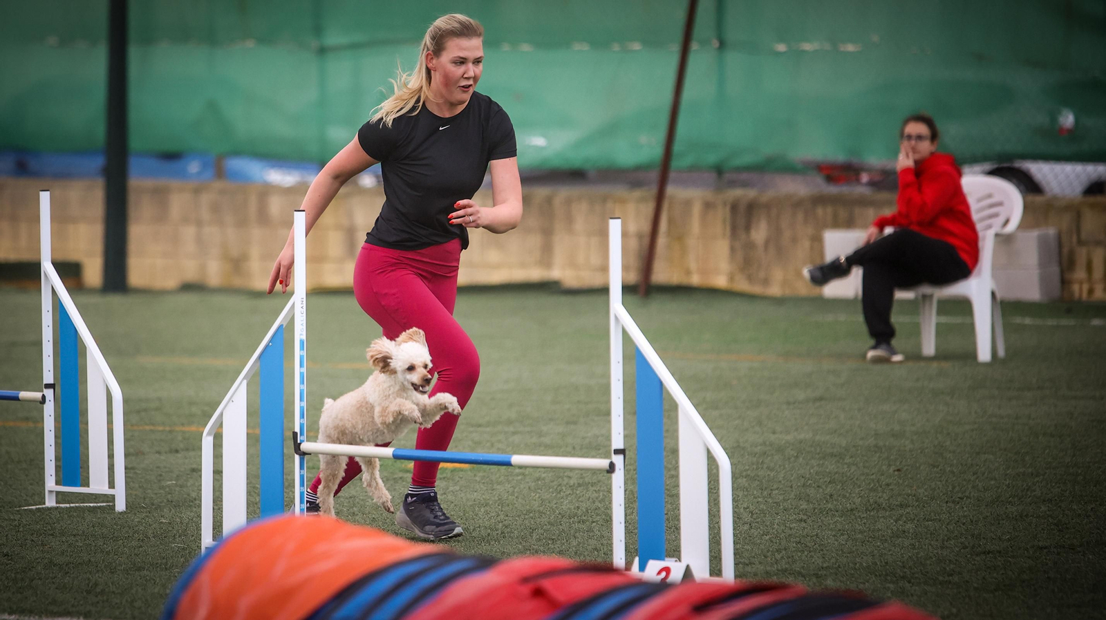 Habilidad canina en la prueba puntuable para el Campeonato de España de 'Agility' celebrado en Jerez Espectaculares las pruebas de disciplina canina puntuables para el Campeonato de España de Agility
