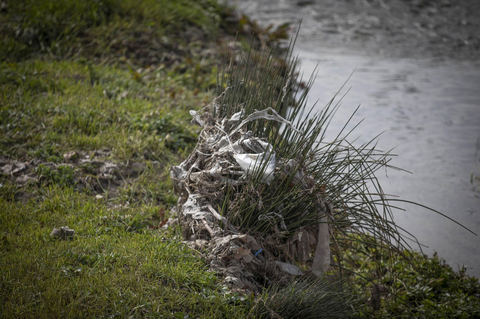 Fotos del 'cementerio' de toallitas que se acumula junto al río Genil en Granada