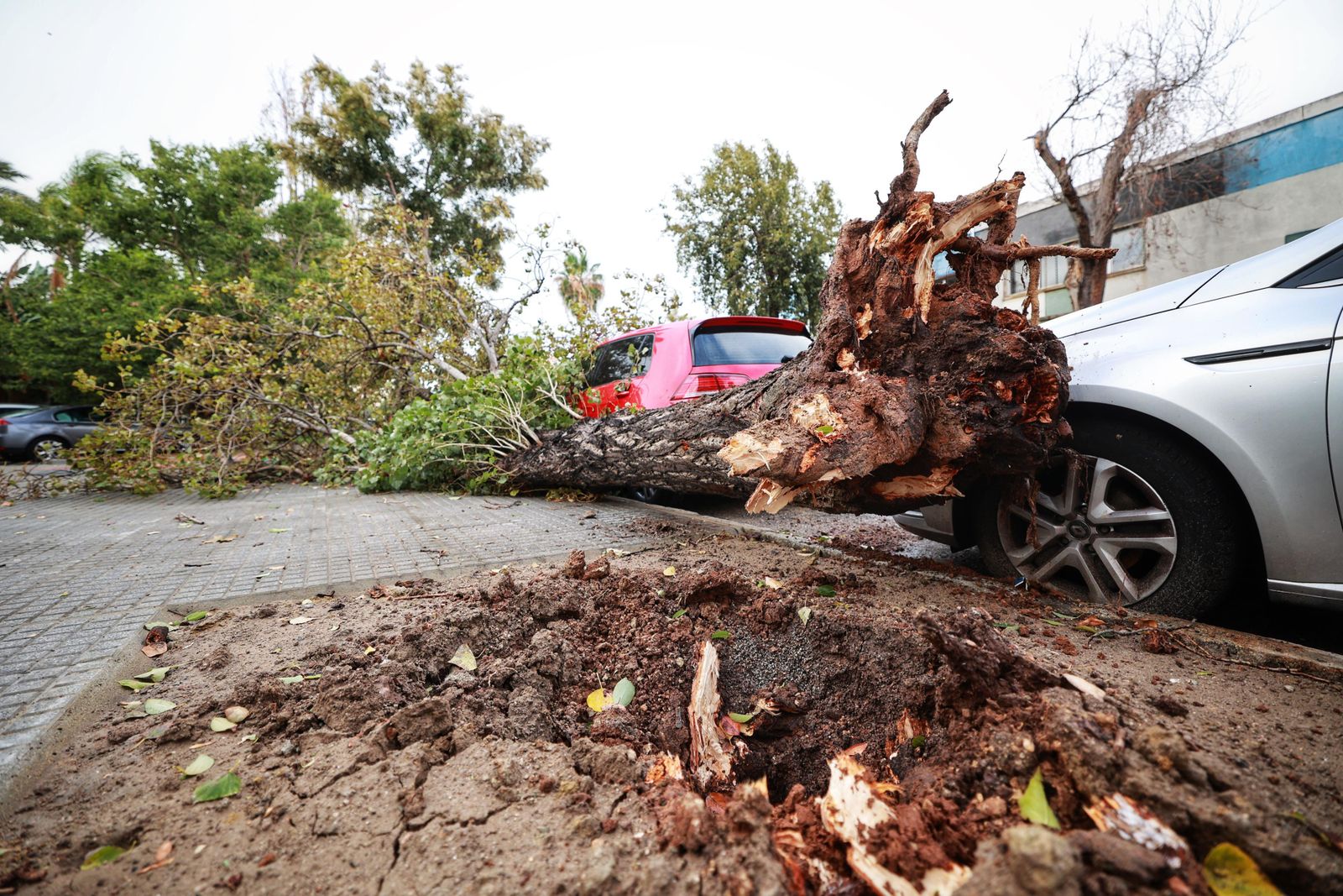 Un árbol, arrancado de raíz por el viento en Cádiz.