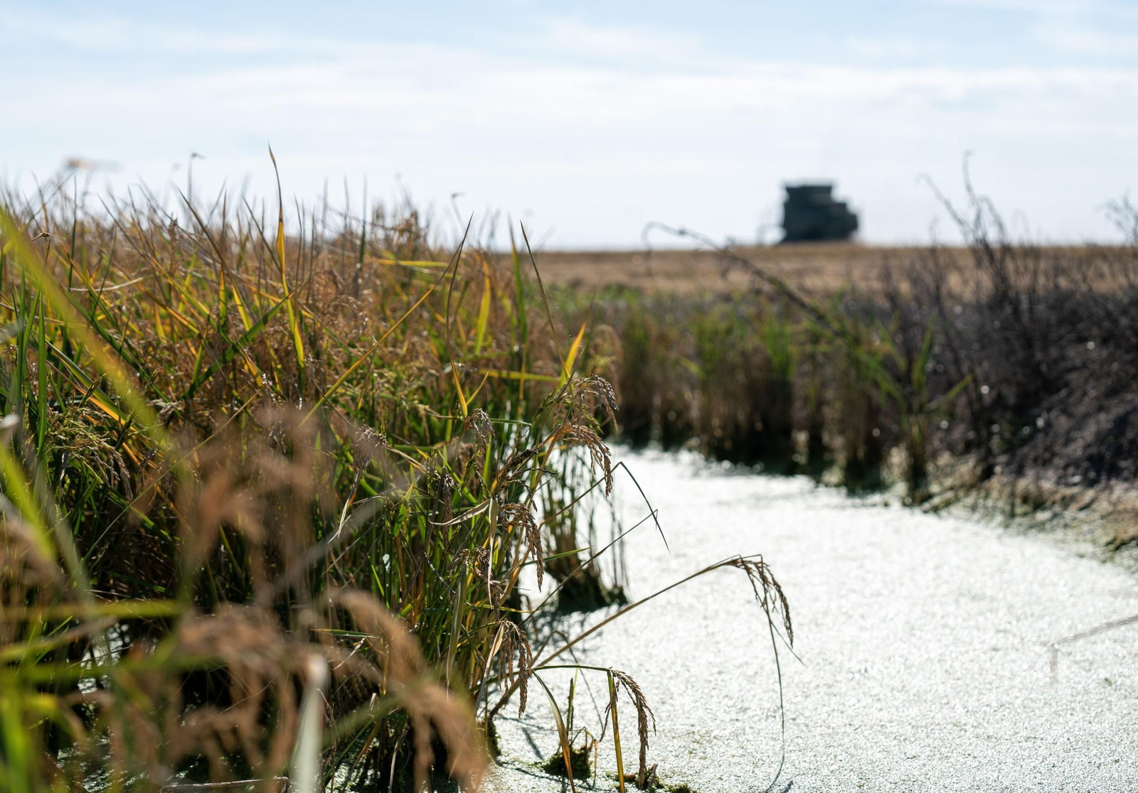 Imagen de las marismas del Guadalquivir.