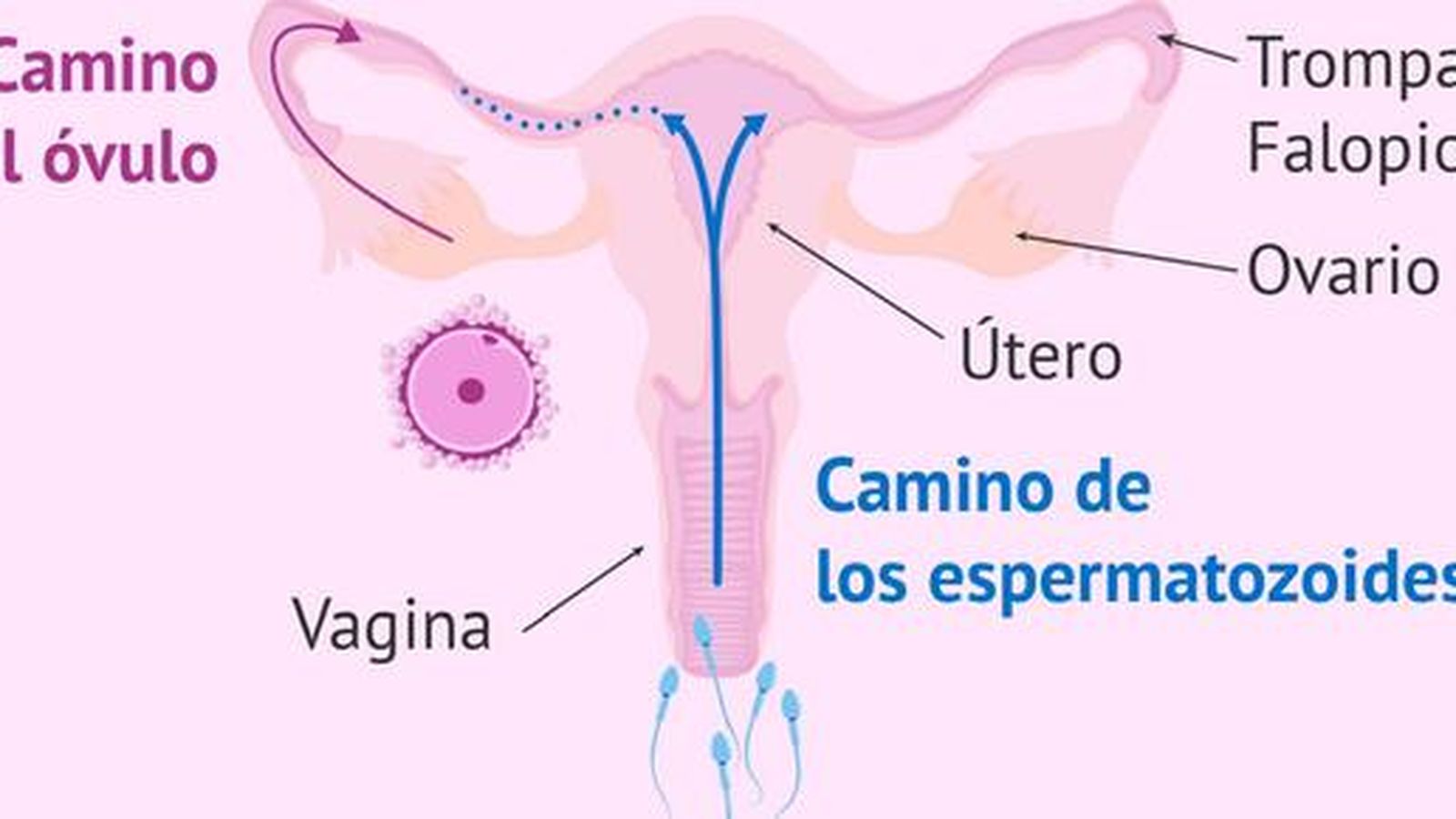 Recorrido que han de realizar los espermatozoides hasta alcanzar el óvulo. El dibujo está hecho en un solo plano, pero téngase en cuenta que el útero se dispone perpendicularmente a la vagina.
