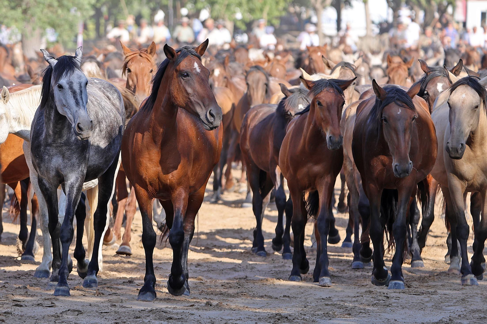 Las mejores imágenes de la Saca de las Yeguas 2025