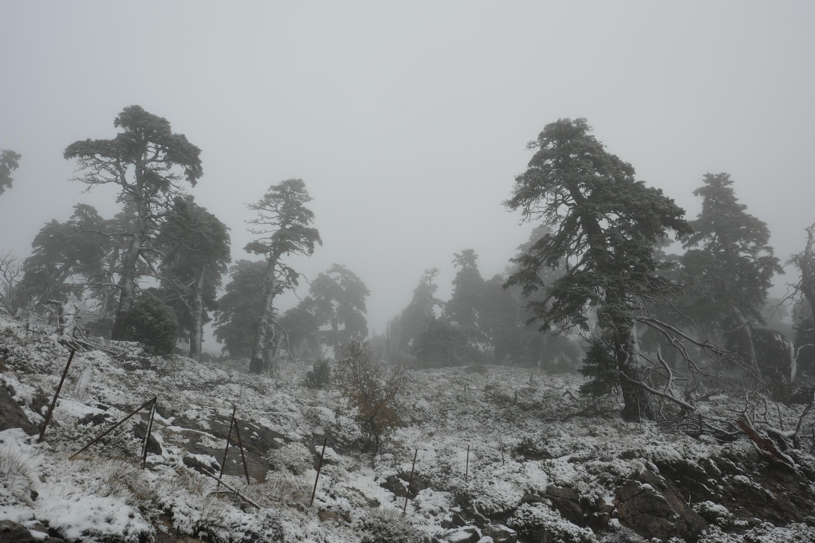 Estampa invernal en al Parque Nacional Sierra de las Nieves, en imágenes