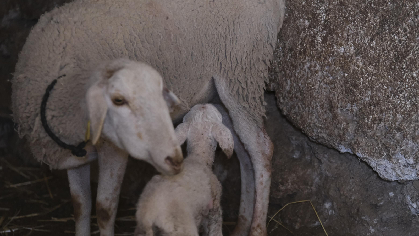 Fotogalería de la ganadería tradicional de Vélez Rubio, las imágenes más tiernas de los corderos recién nacidos