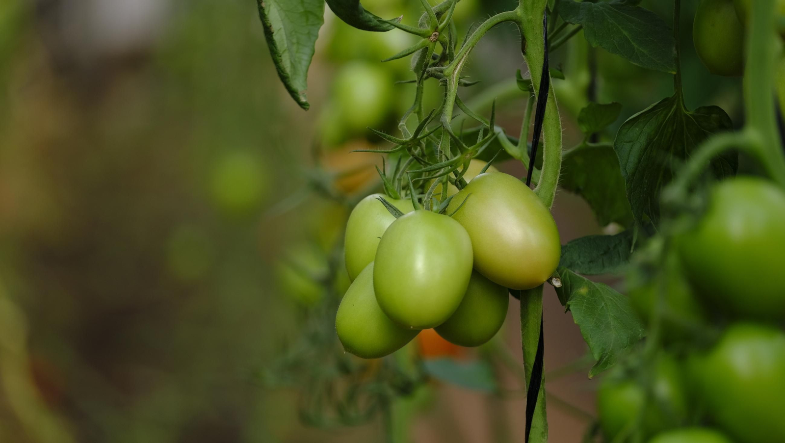 Tomates del campo almeriense para los lineales de los supermercados, en imágenes