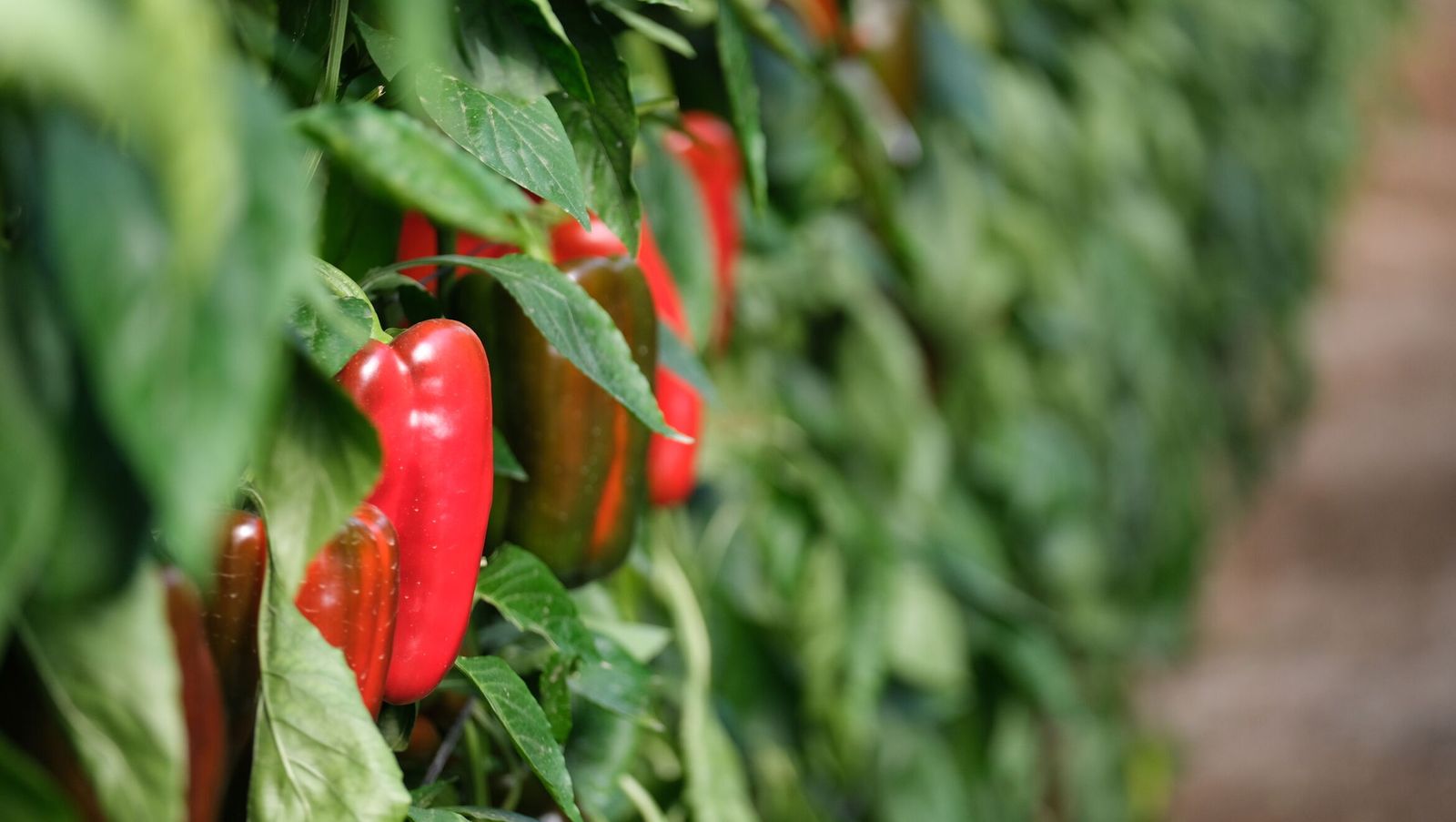 La climatología complica la campaña del pimiento murciano