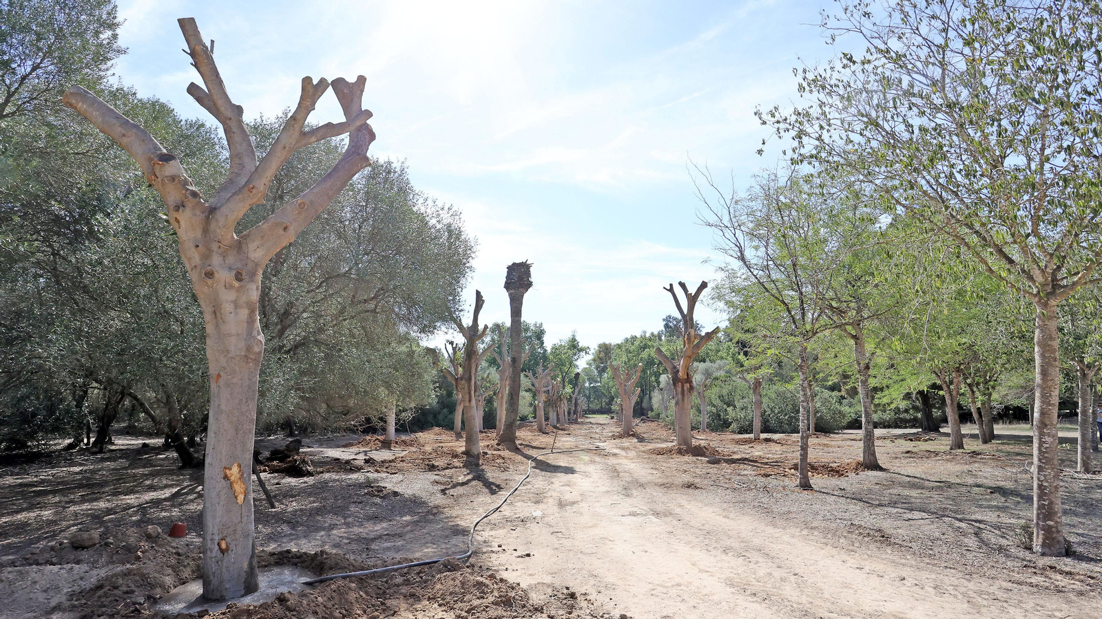 Traslado de los árboles de Chapín
