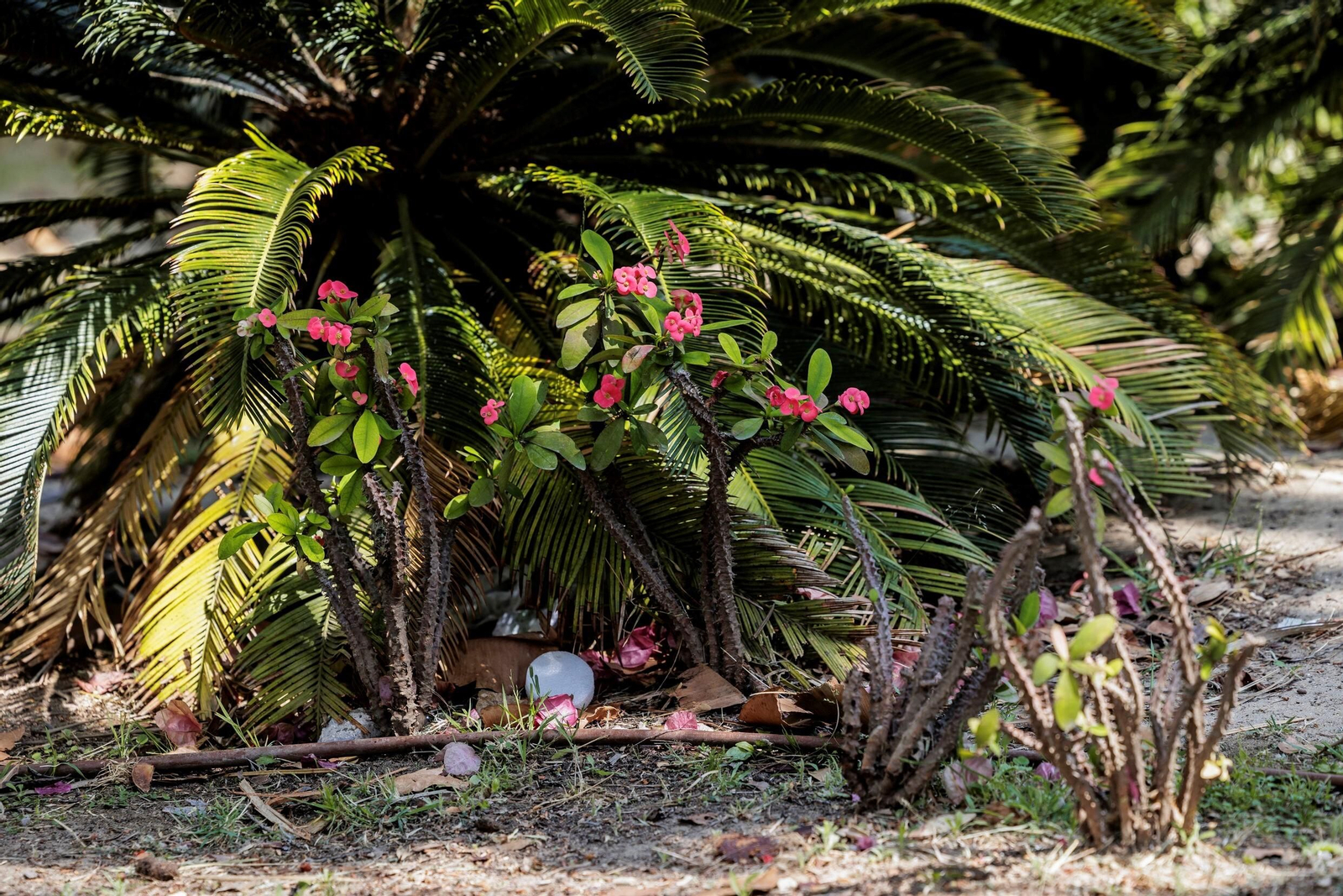 Las zonas verdes menos verdes de la ciudad de Cádiz