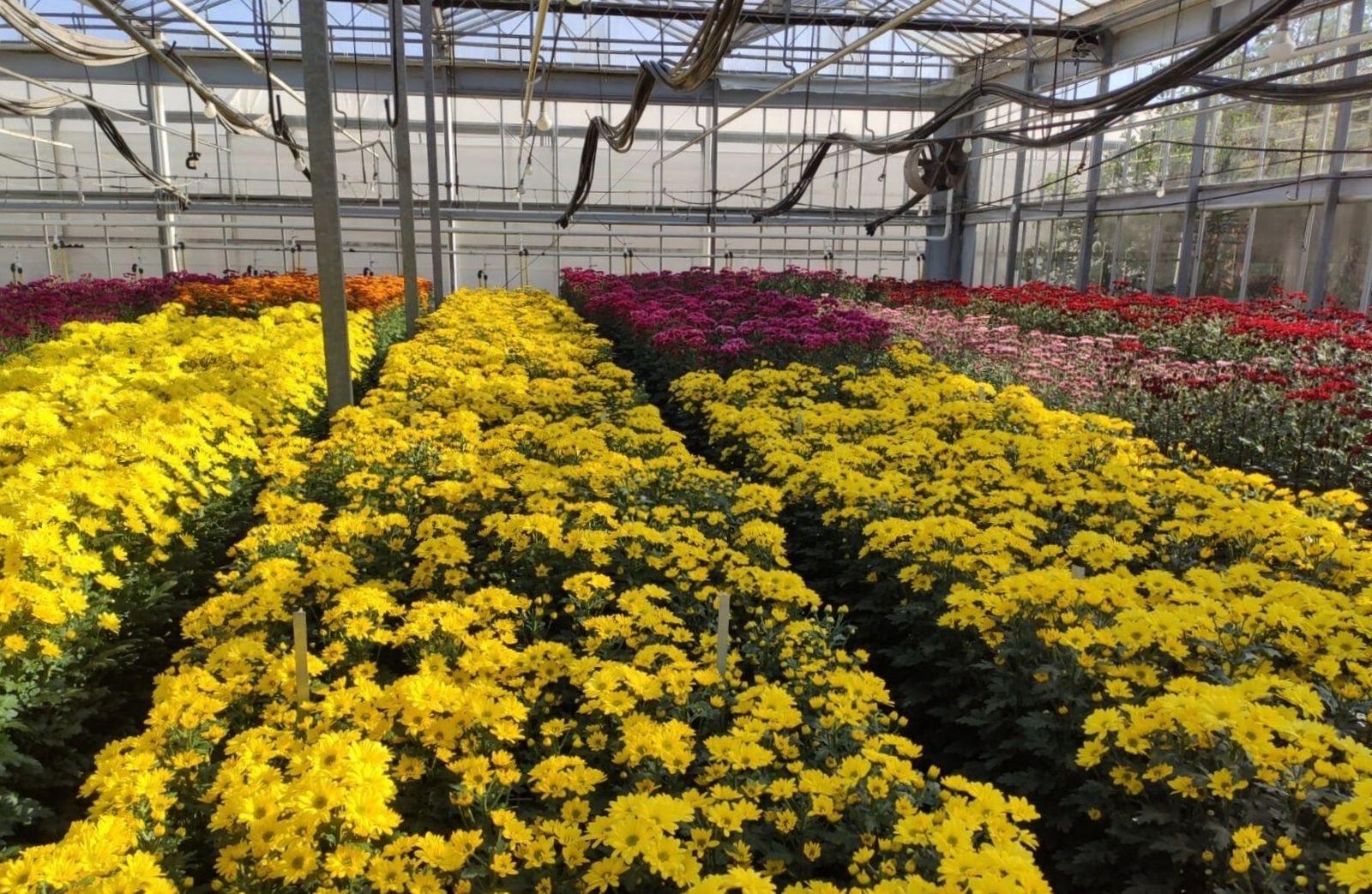 Una explotación agraria de flor cortada de Chipiona.