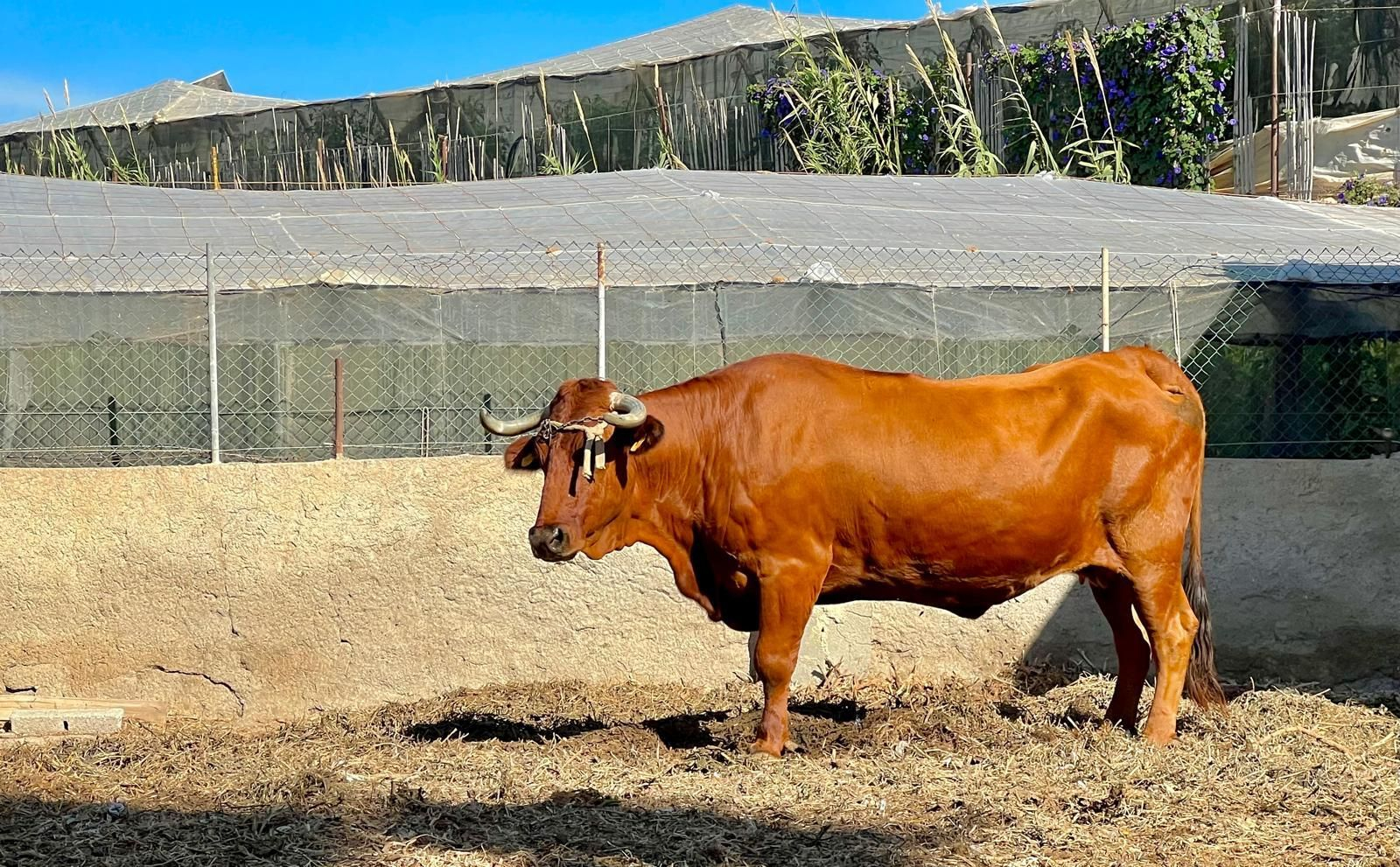 Ejemplar de vaca almanzoreña