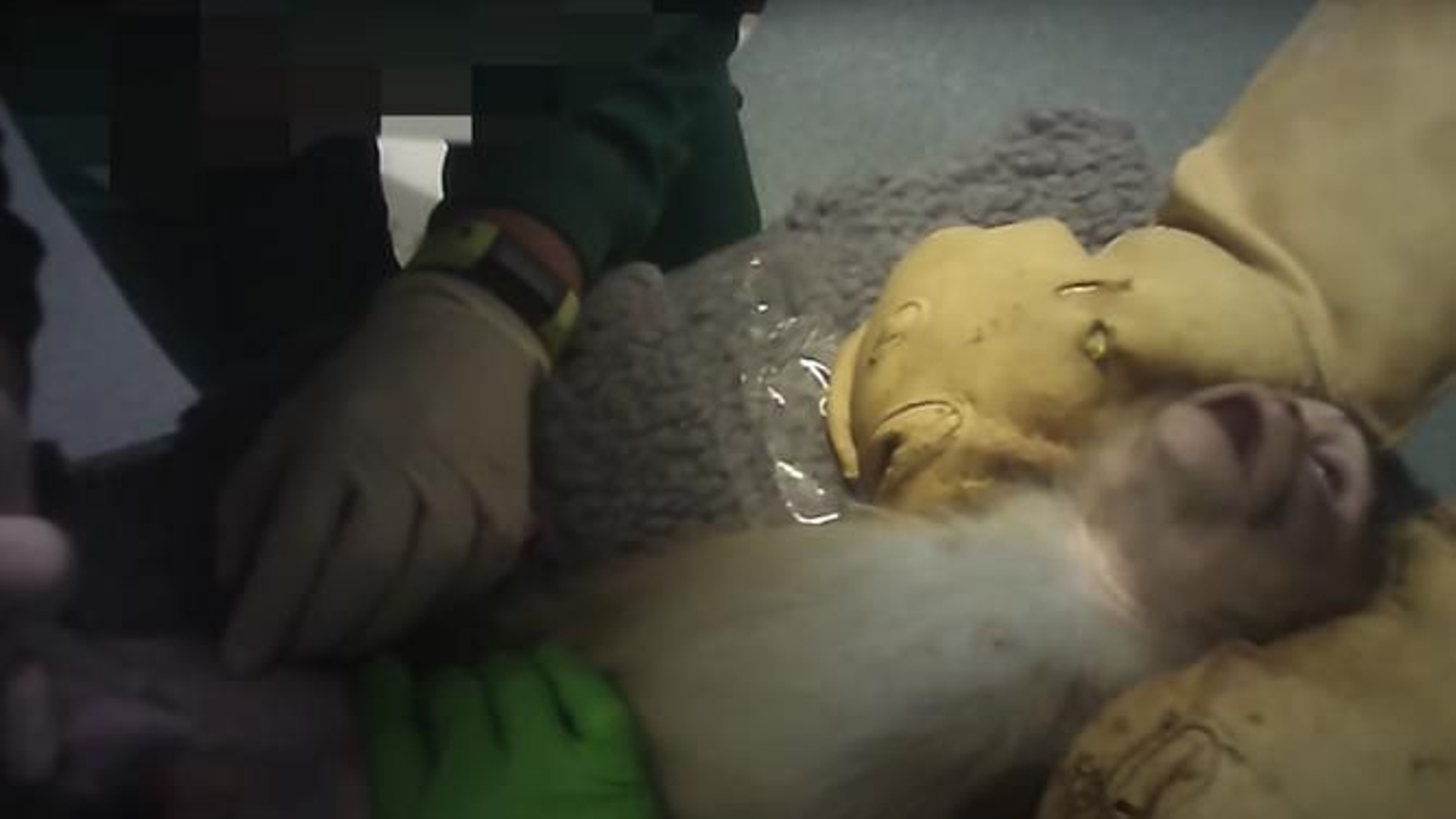 El laboratorio Vivotecnia  sigue experimentando con animales