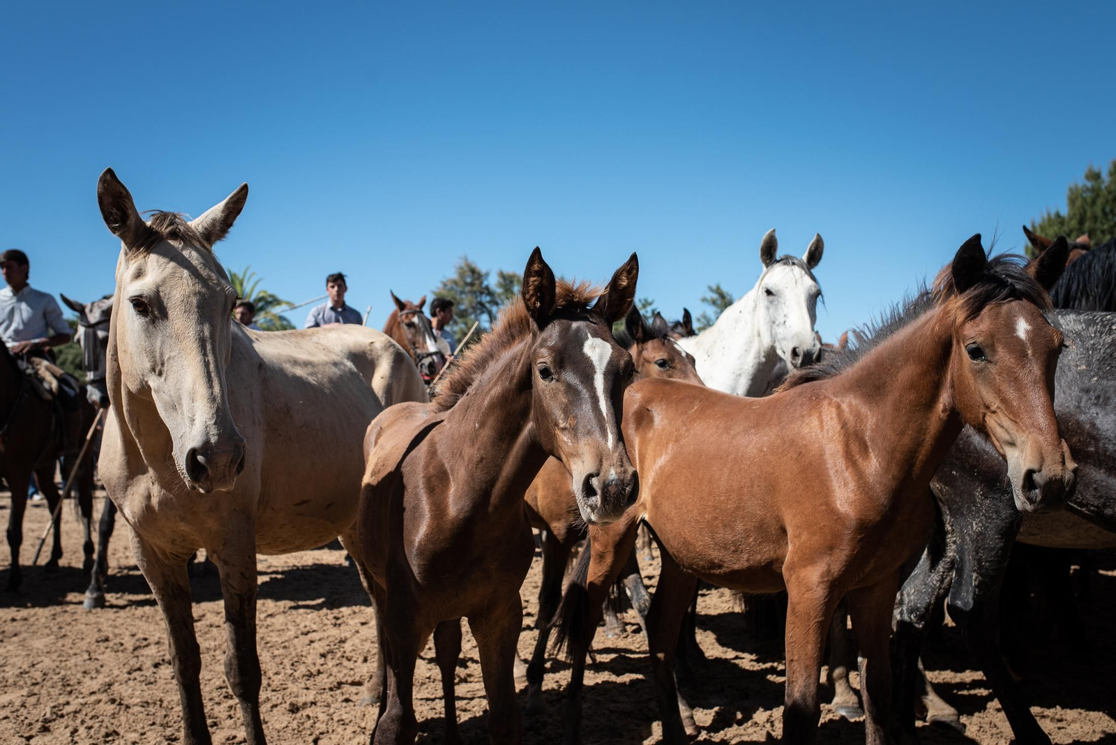 Imágenes de la Saca de las Yeguas a su paso por El Rocío