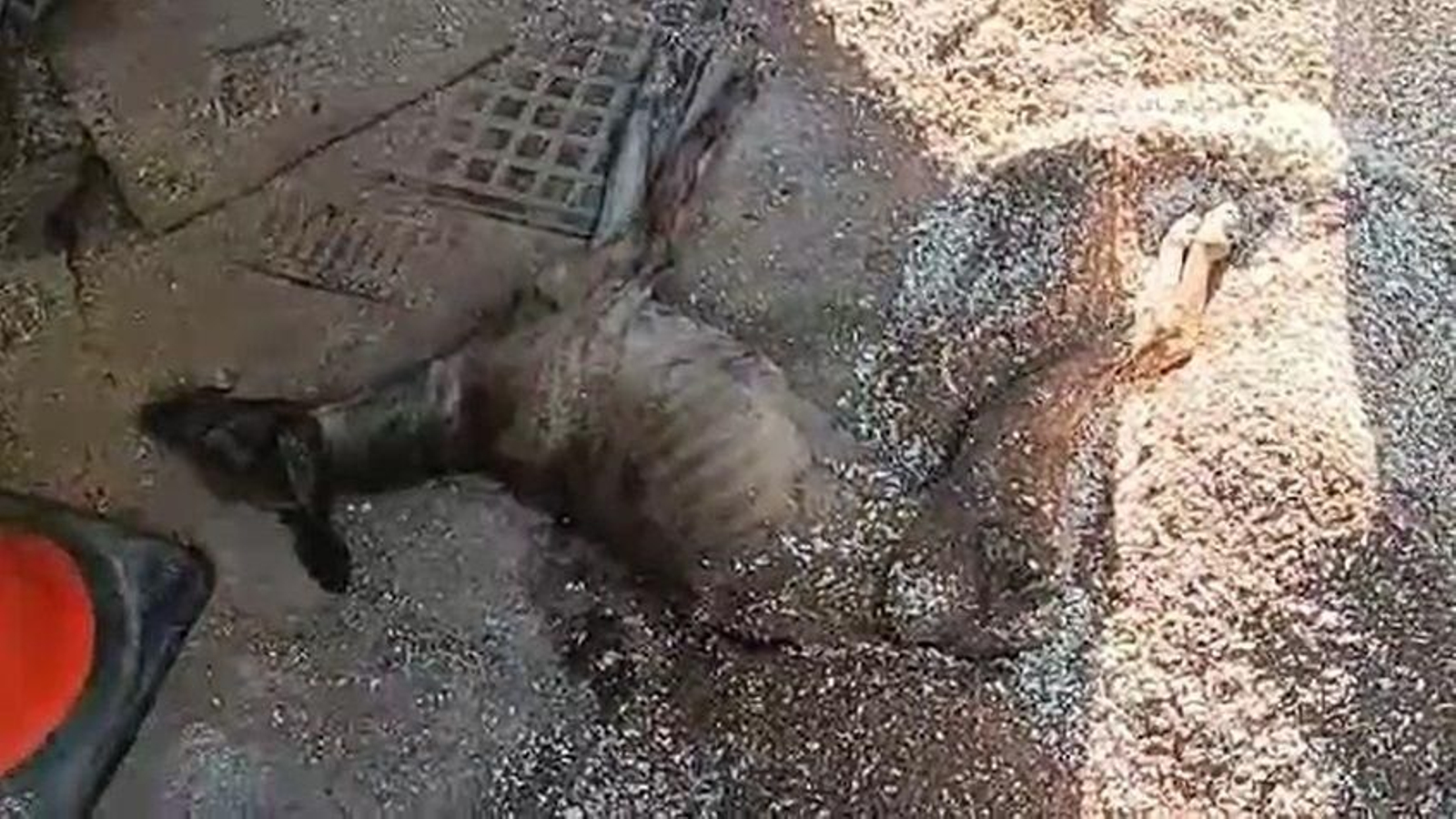 Rescatados cinco perros, dos caballos abandonados y una galga moribunda en una finca.