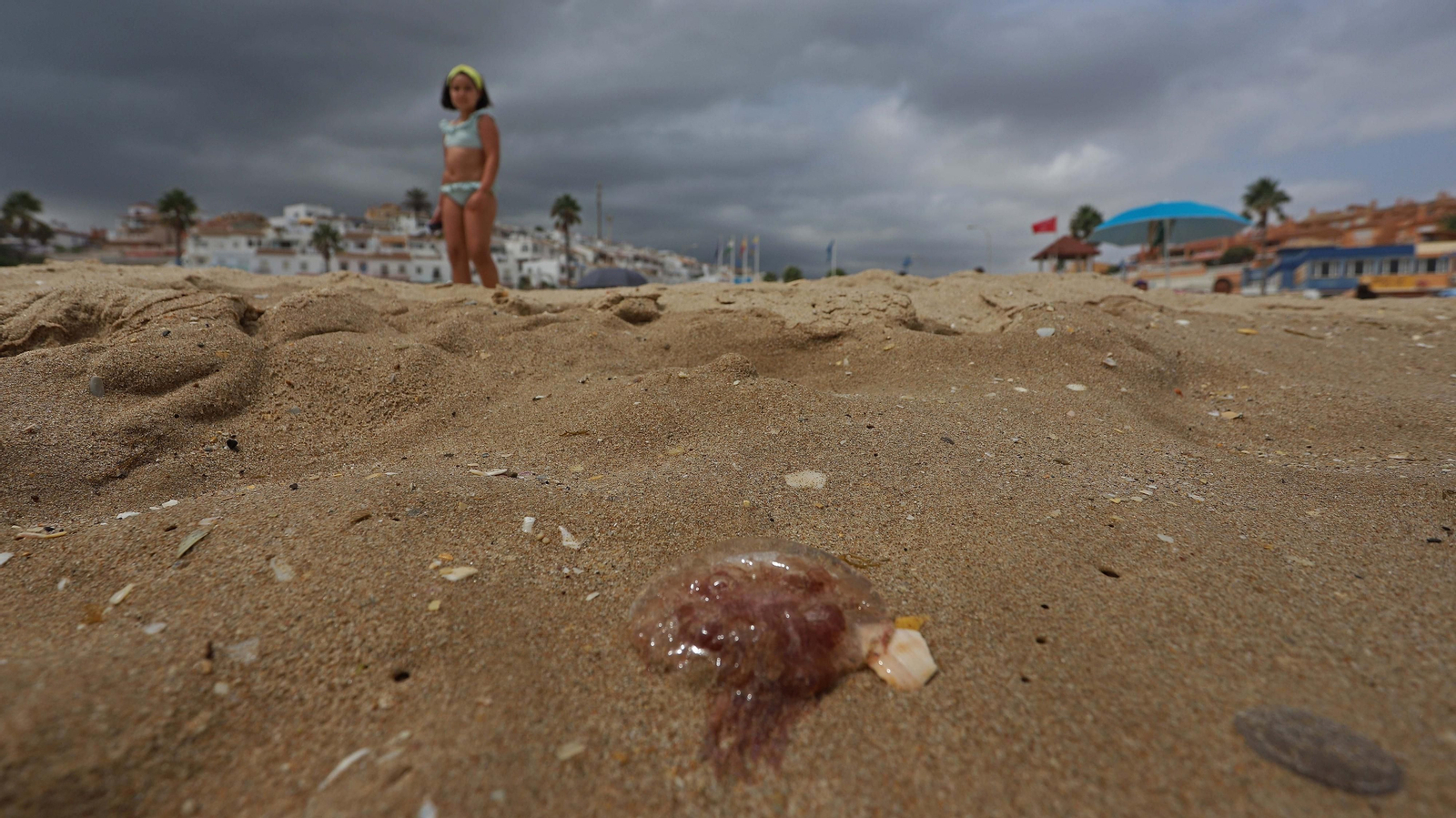 Fotos de la invasión de medusas en las playas del Campo de Gibraltar
