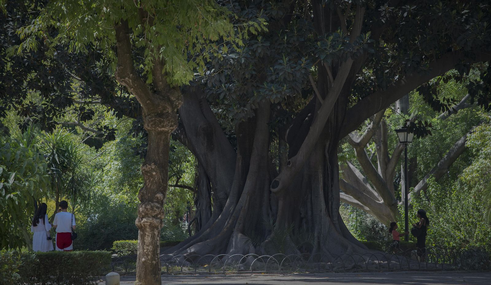 Uno de los hermosos ficus, de tronco majestuoso, del Parque de María Luisa.