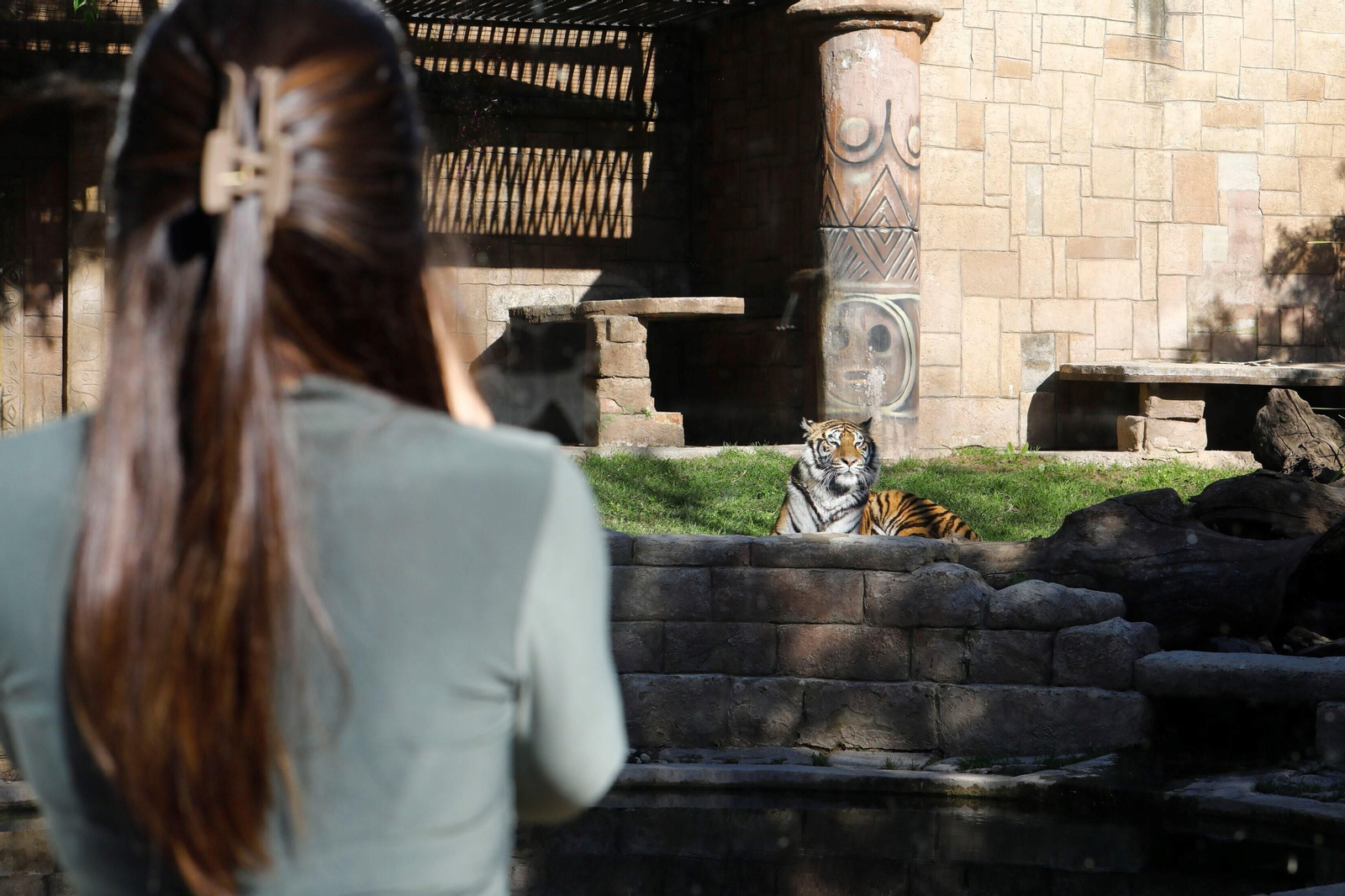 El Zoo de Córdoba recibe a dos tigres de bengala, en imágenes