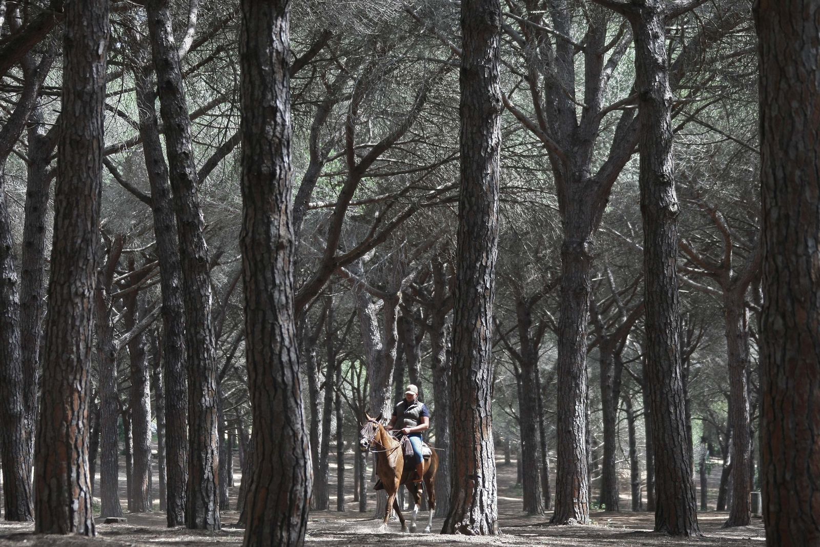 Pinar del Rey, San Roque