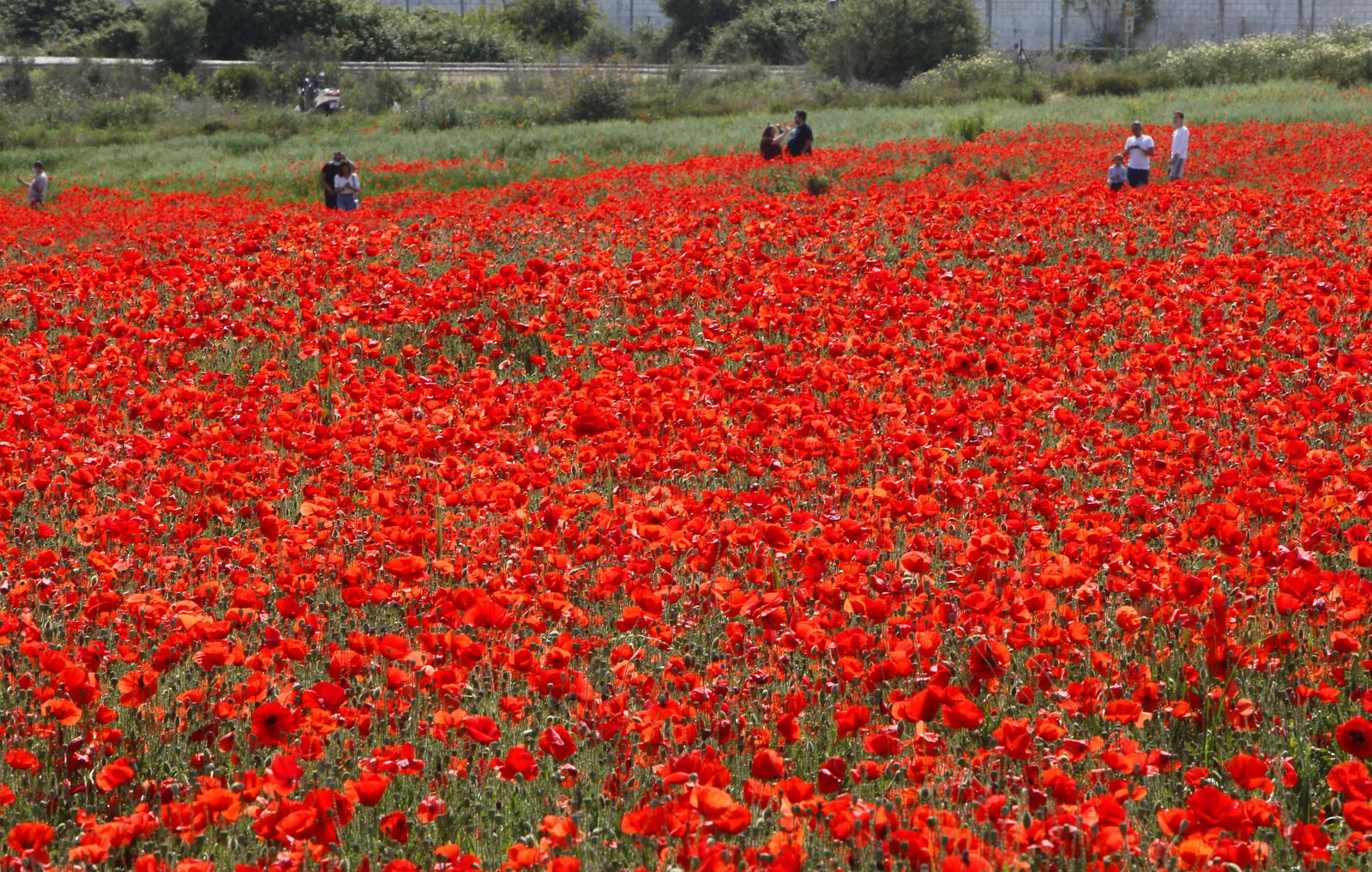 Campo de amapolas en Alcalá de Guadaira