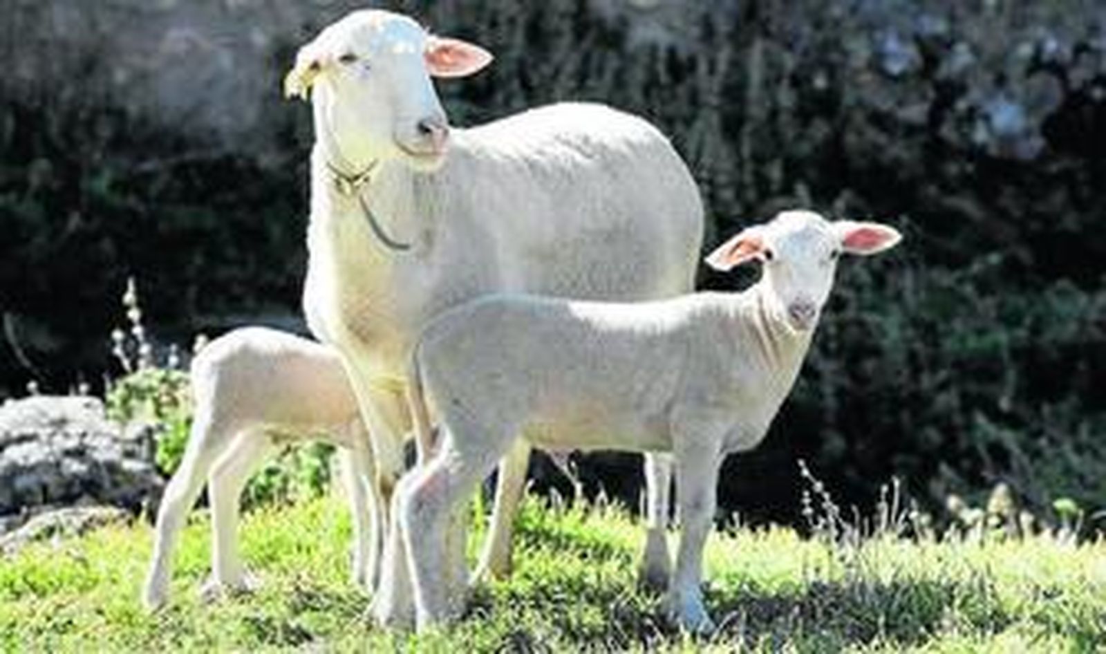El cordero ecológico es una de las líneas de trabajo de Ecovalia en ganadería.