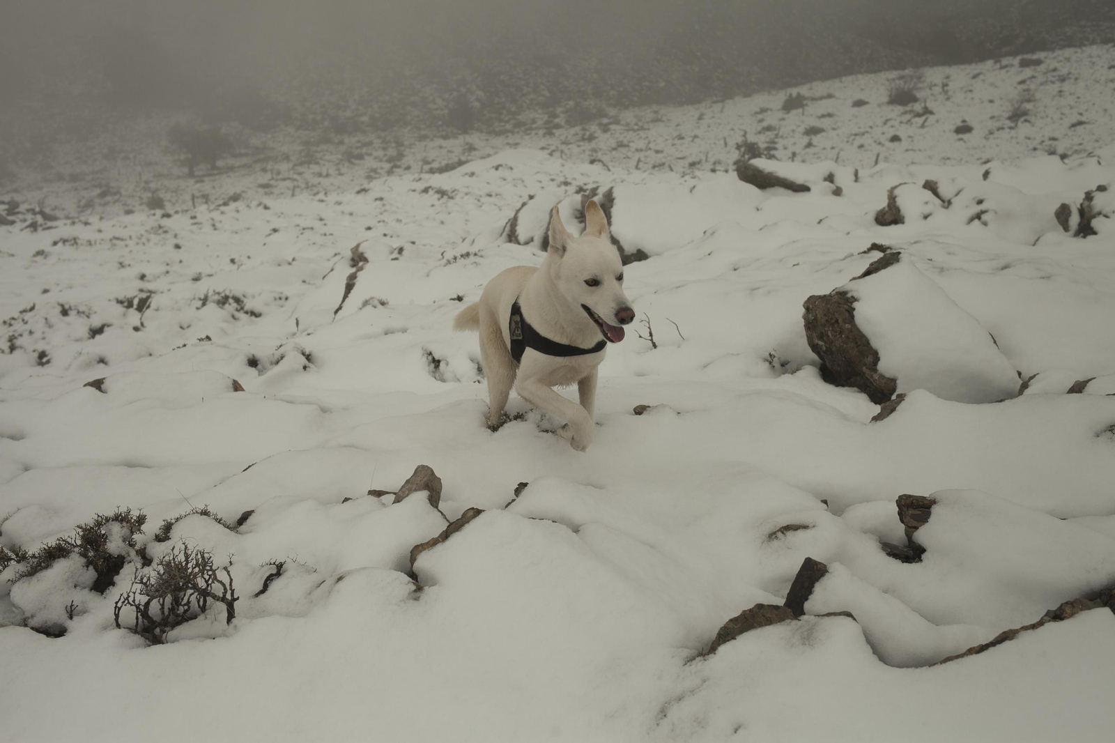 Primeras estampas de invierno en la Sierra de las Nieves