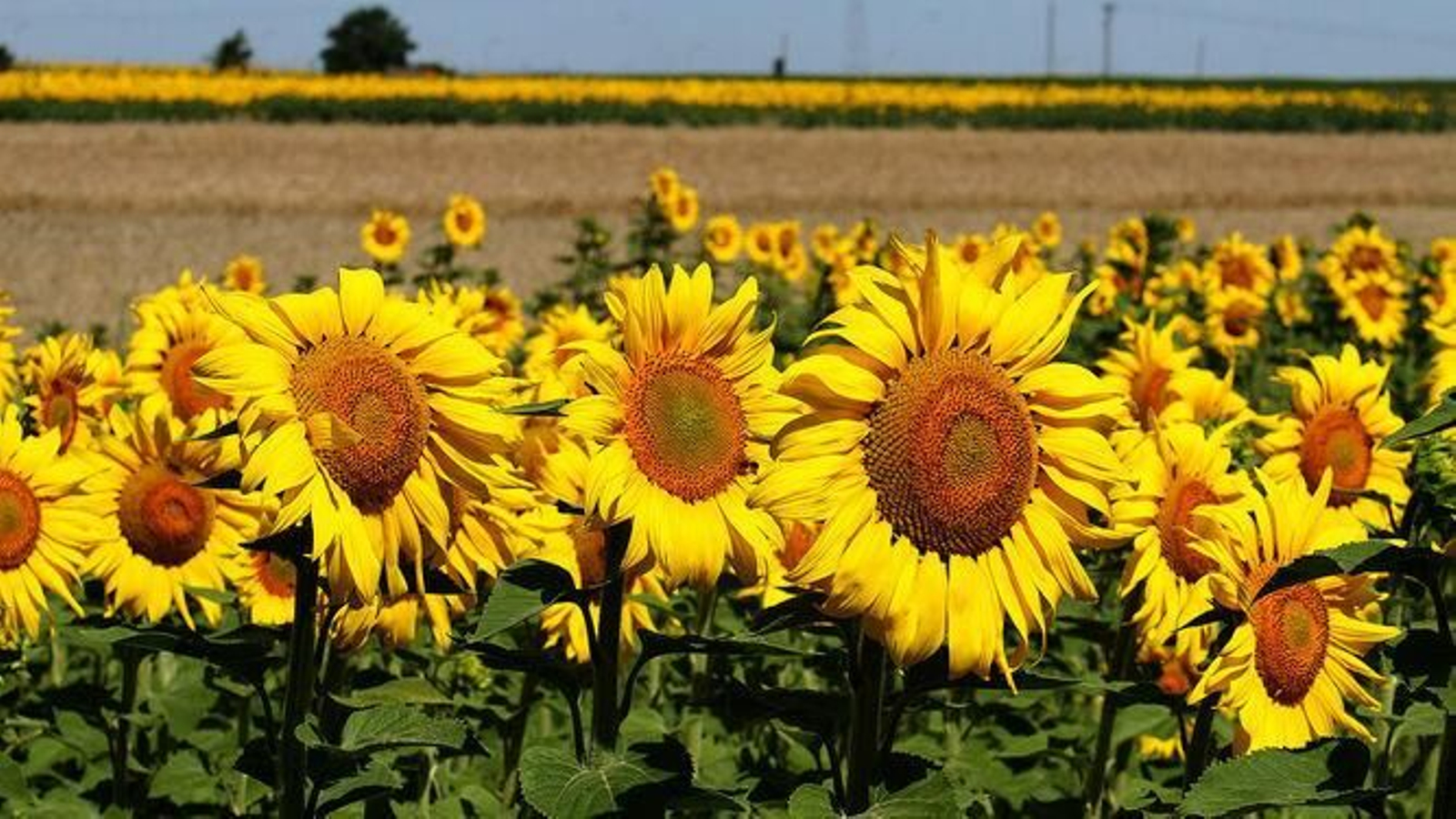 Detalle de un campo de girasoles.