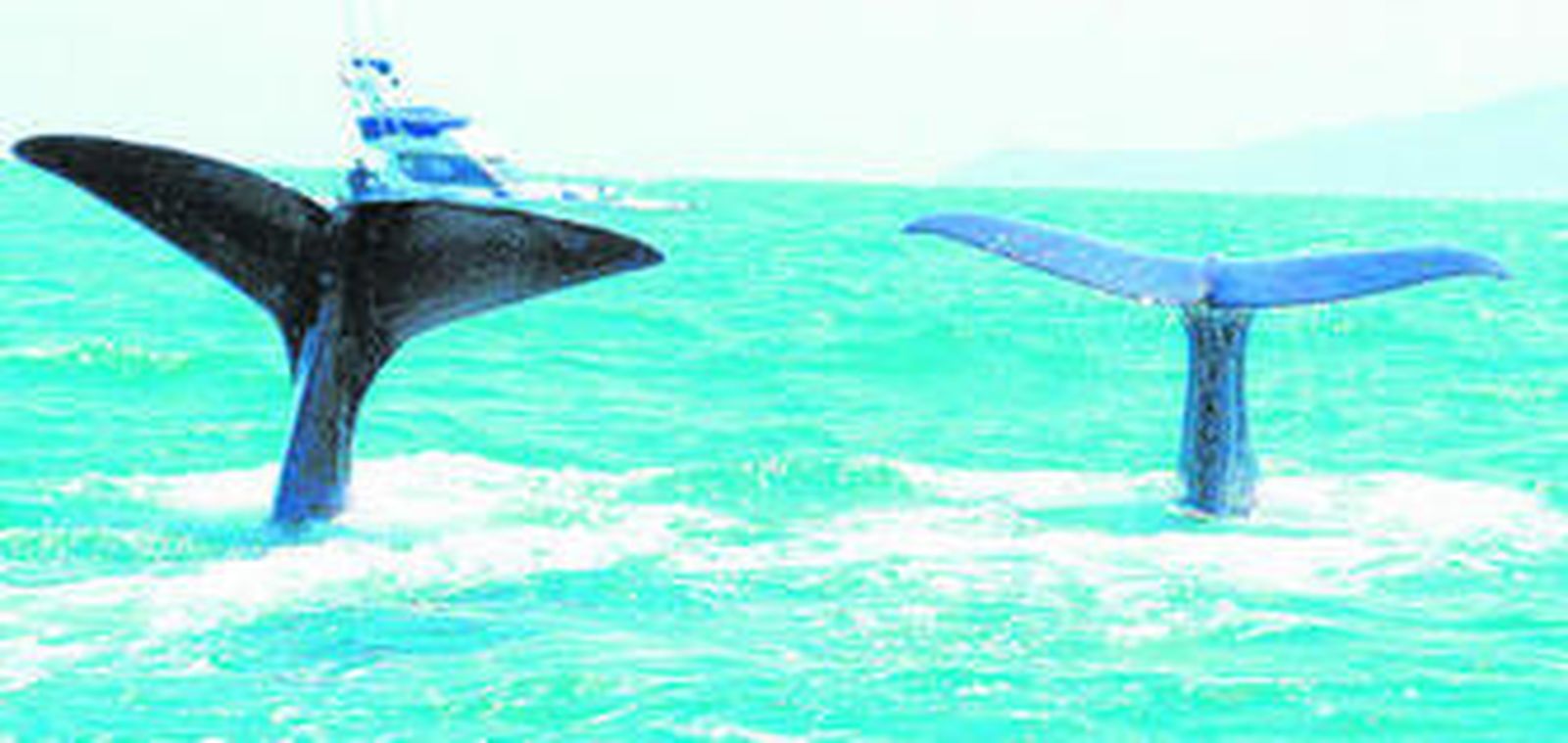 Cetáceos se asoman a la superficie en aguas de la Bahía de Algeciras.