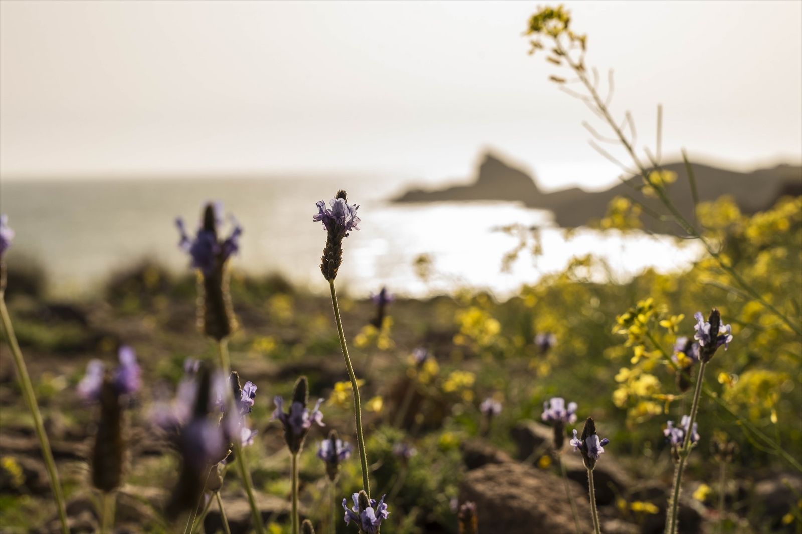 Explosión de vida en el Parque Natural Cabo de Gata, así florece tras un invierno lluvioso