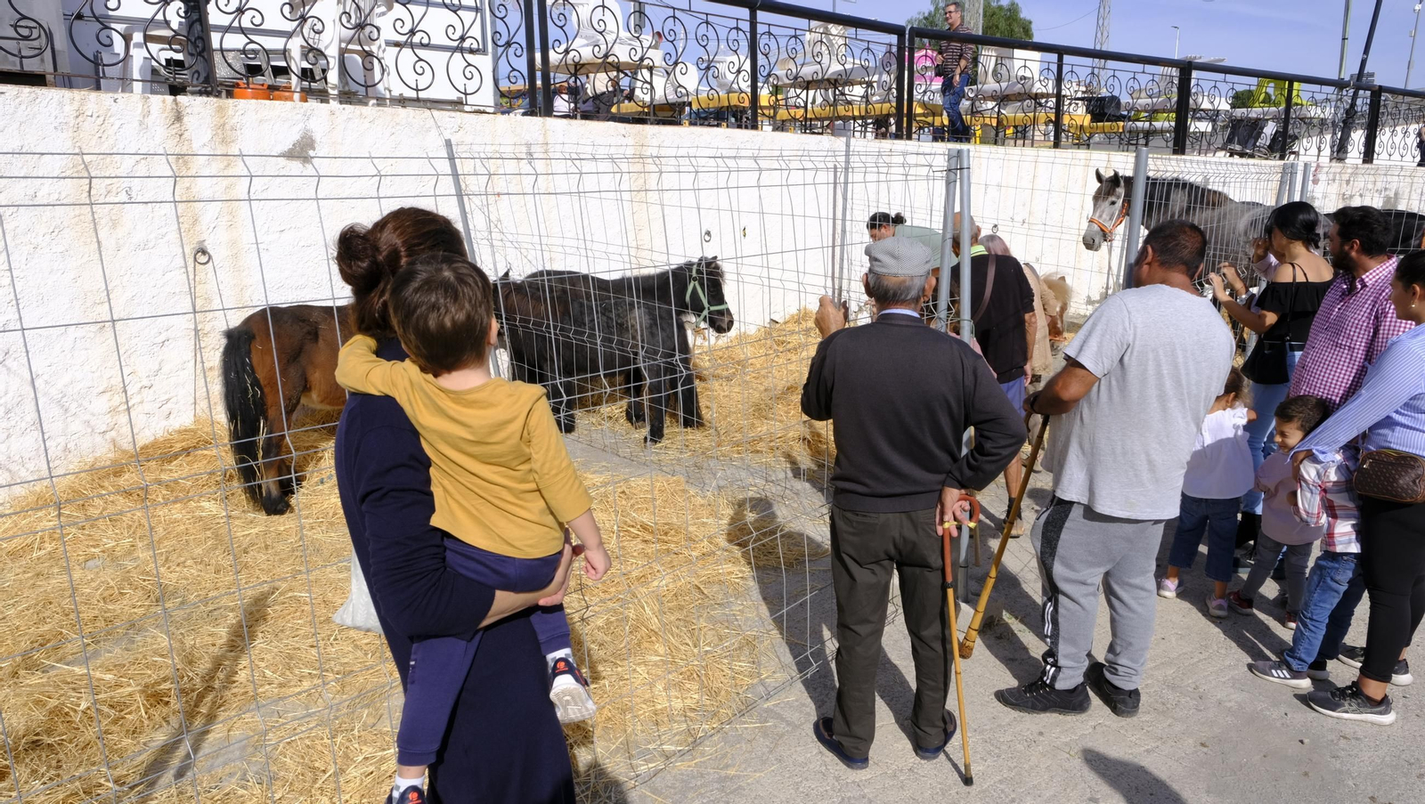 Las fotos de la Feria del Ganado y del Pájaro Perdiz en Albox