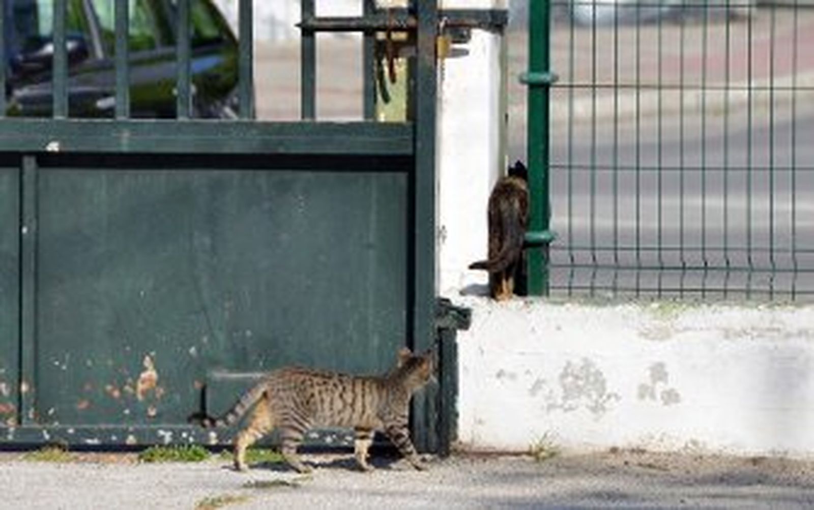 El Ayuntamiento fumigará los patios del CEIP García Lorca