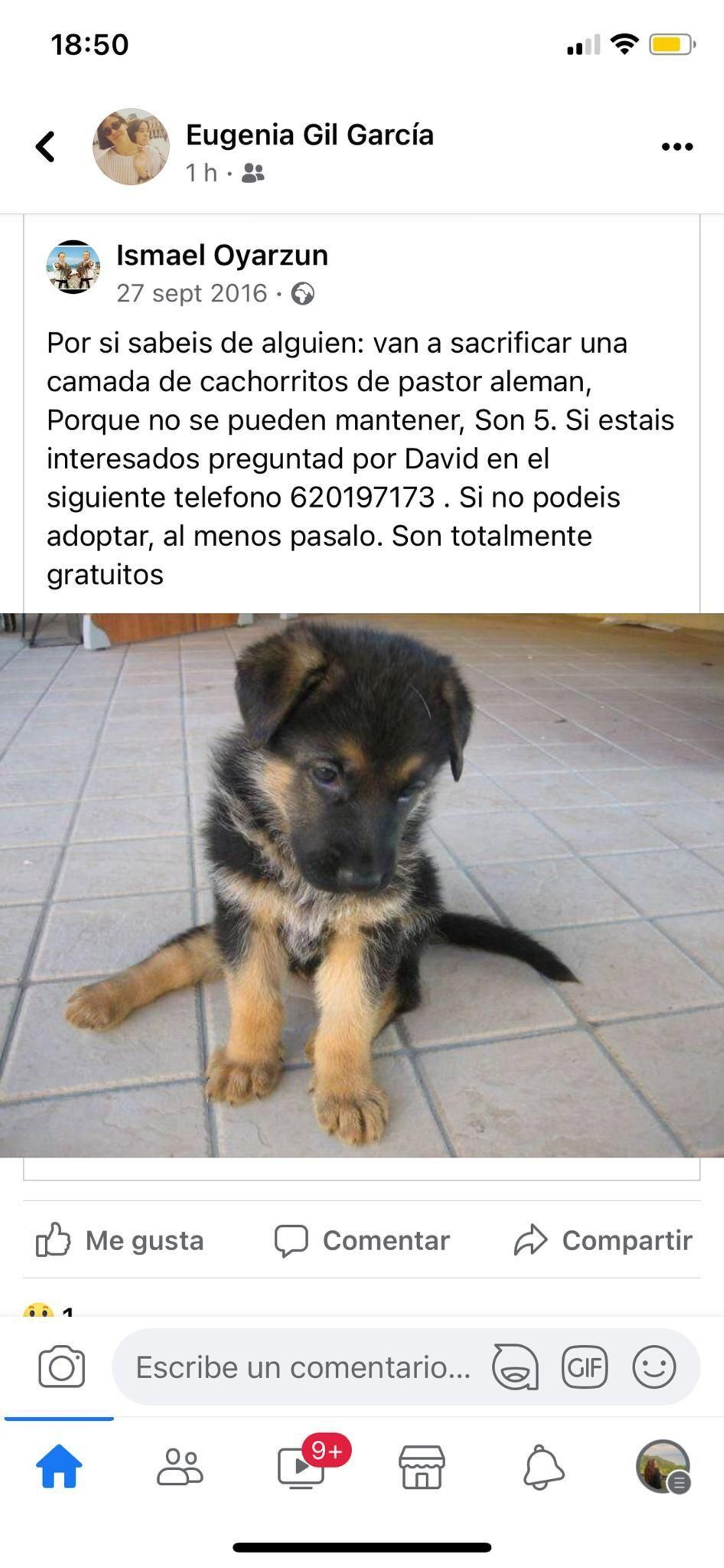 Camada de cachorros pastor alemán