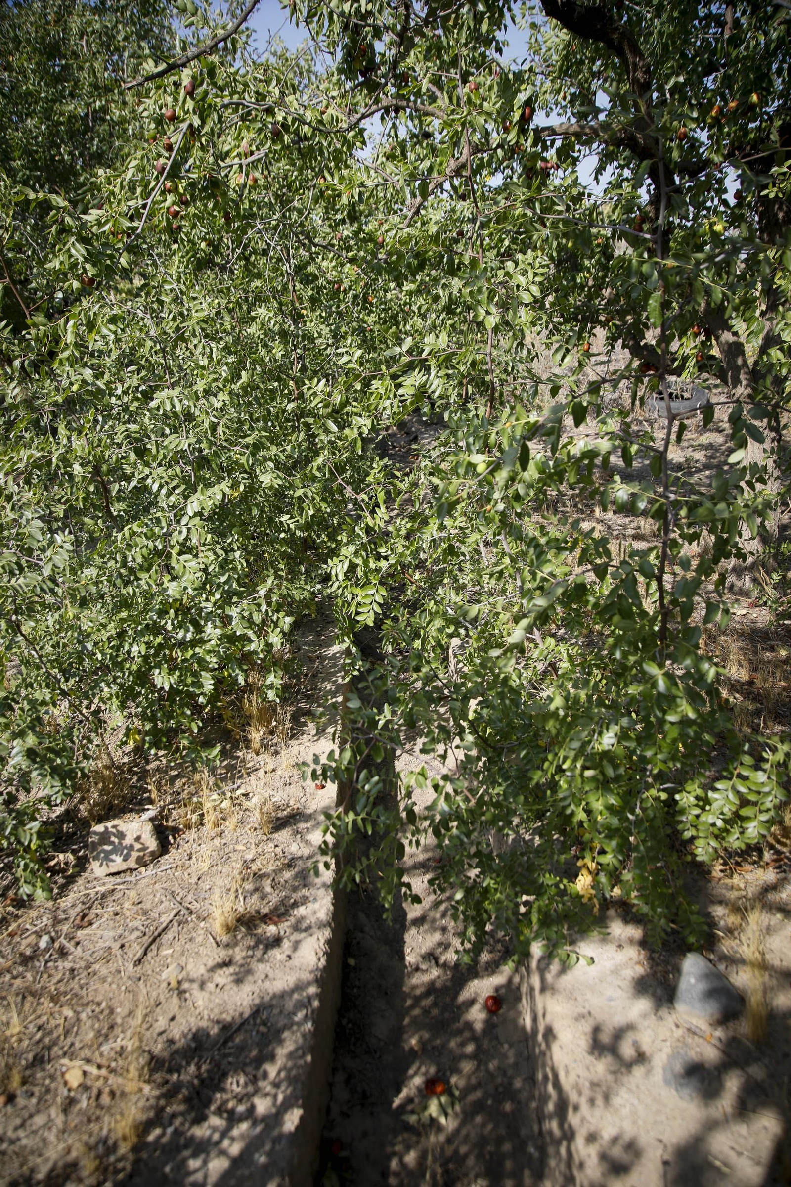 Imágenes del cultivo de azufaifas en Abrucena