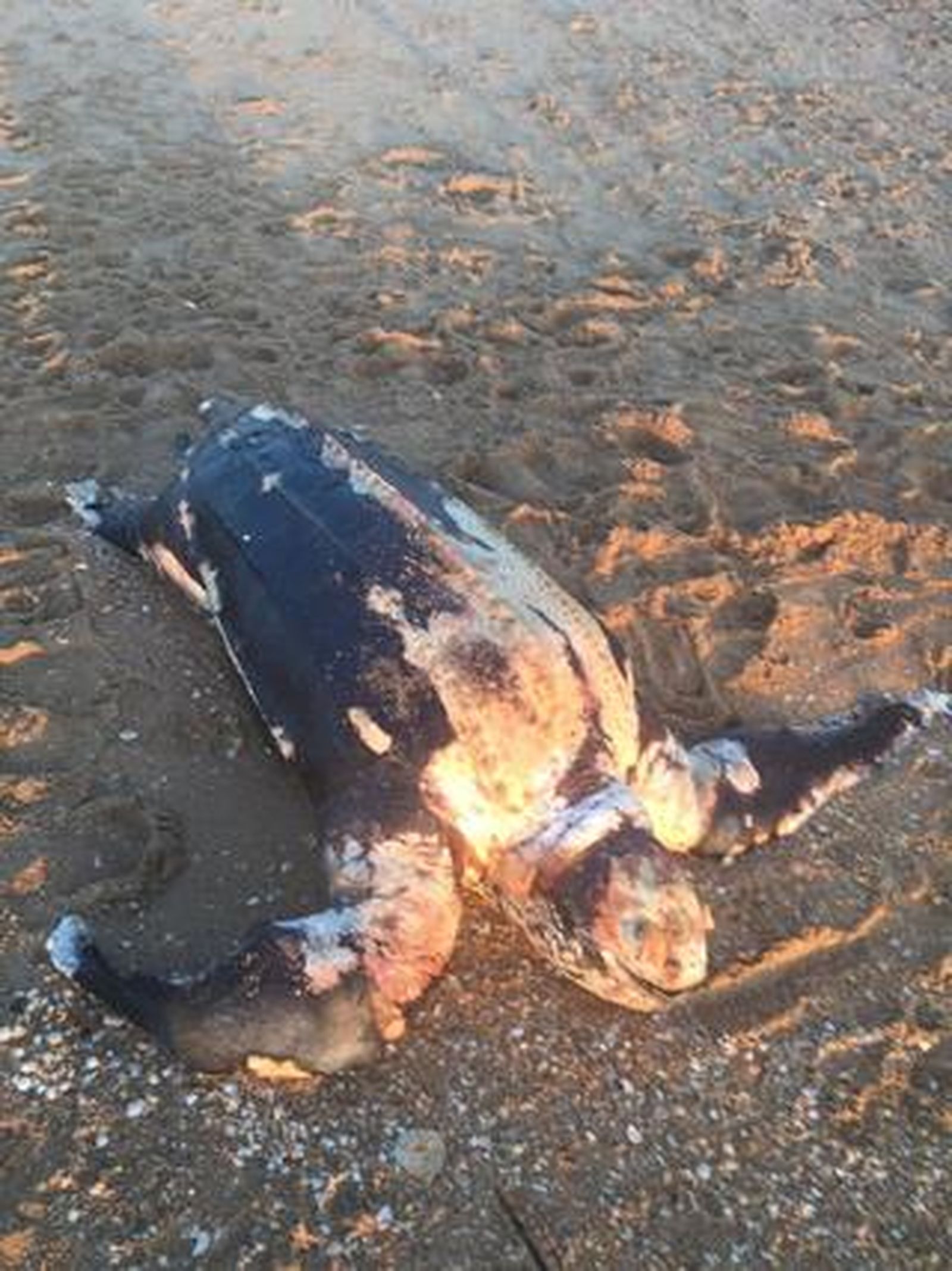 Tortuga laúd varada en la playa de los Enebrales (Punta Umbría)