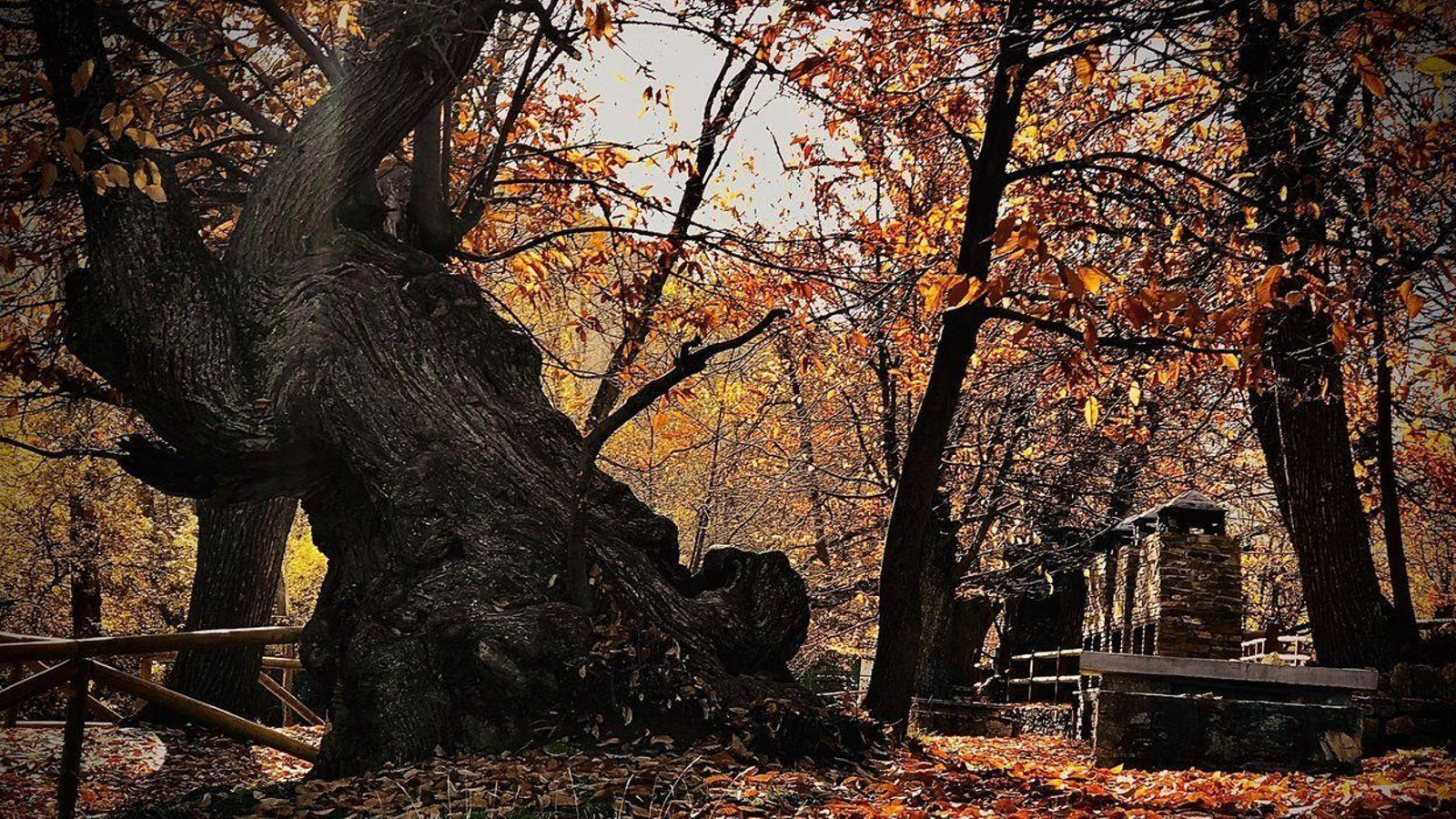 El Castañar de Aldeire es un bosque centenario con ejemplares de 400 años de edad.