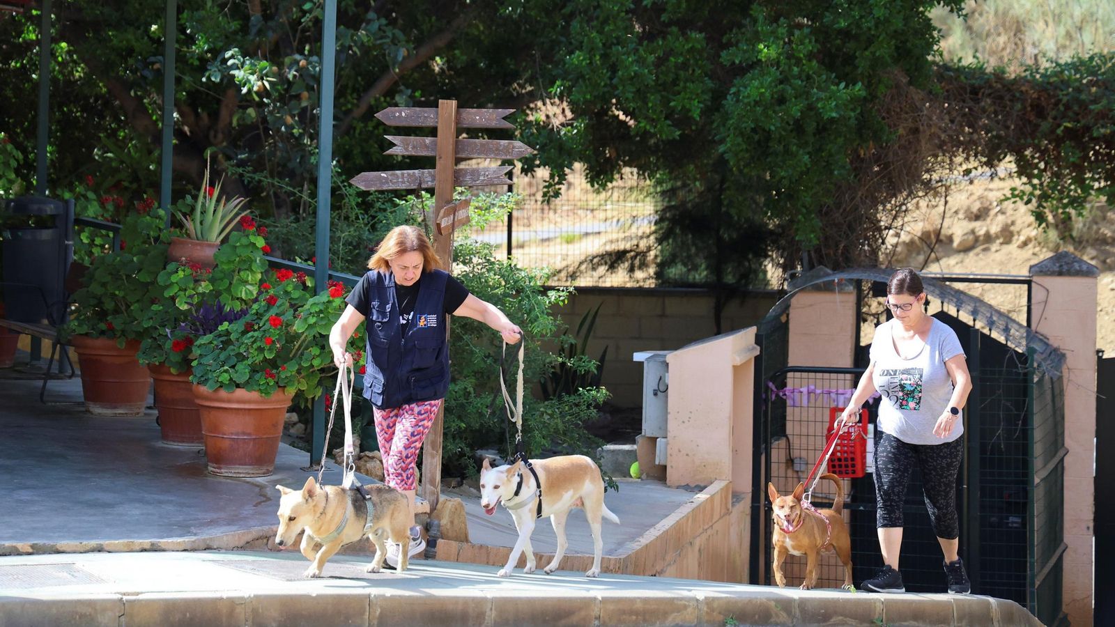 Voluntarias paseando perros.