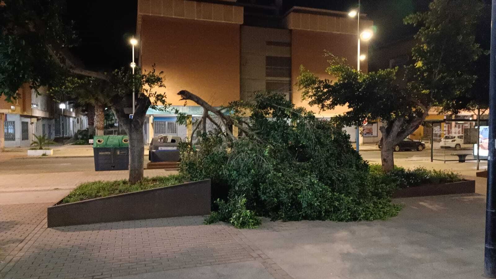 El viento tumba un gran árbol en la calle Blas Infante de Almería