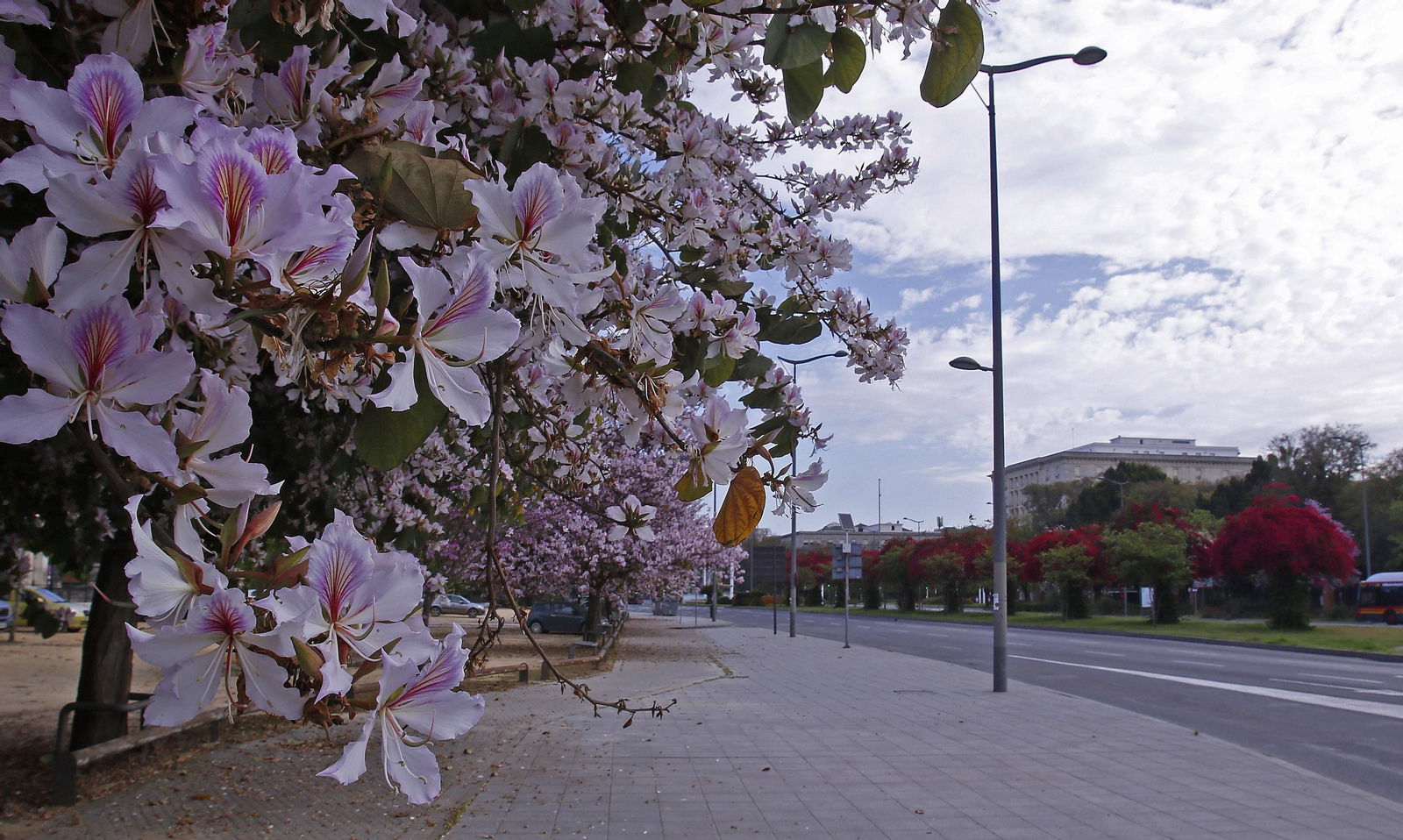 Una avenida de Sevilla, vacía durante la cuarentena.
