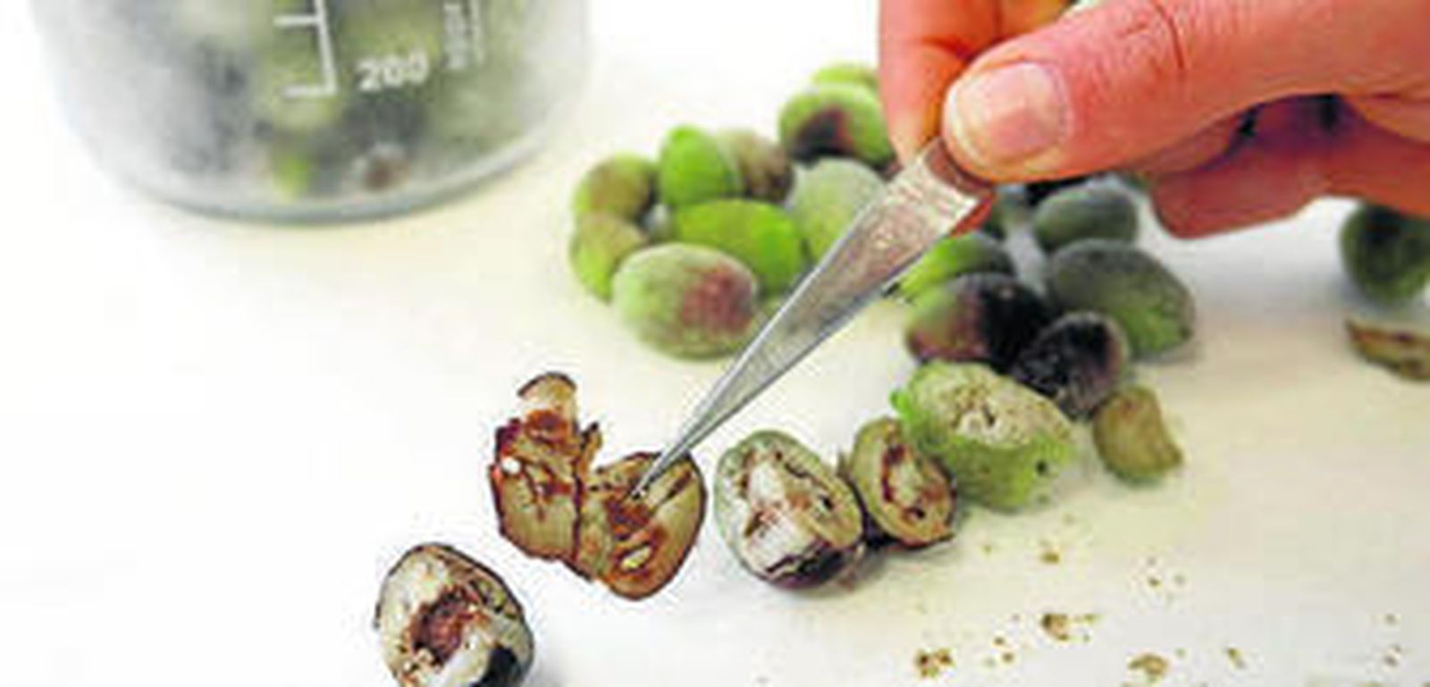 Prueba de calidad a aceitunas afectadas por la 'peste de los olivos' en Italia.