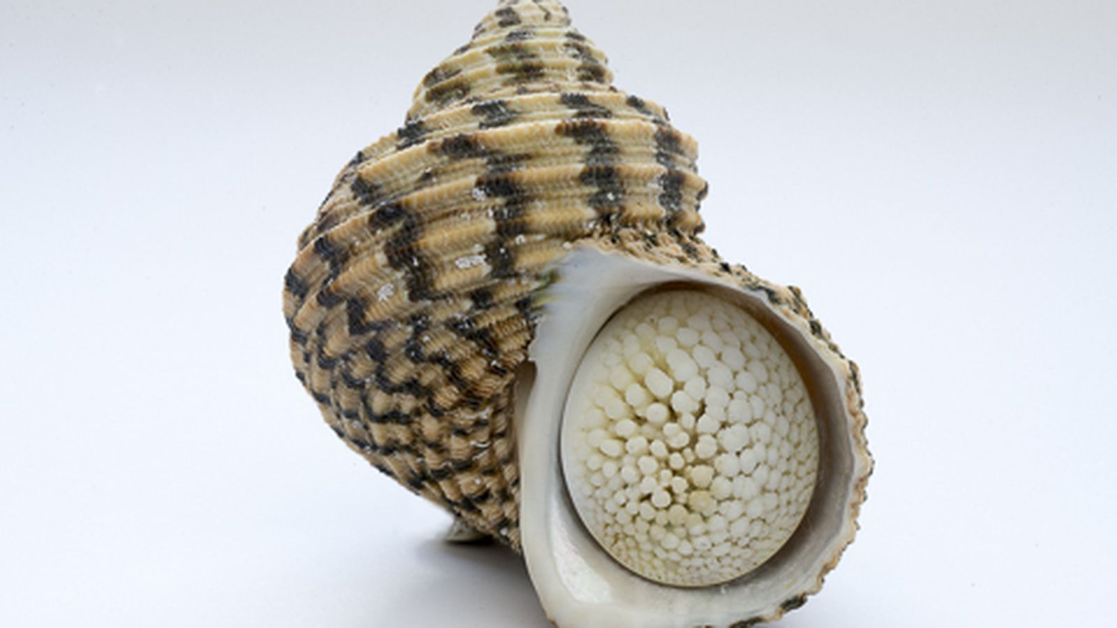 Exposición permanente de moluscos.