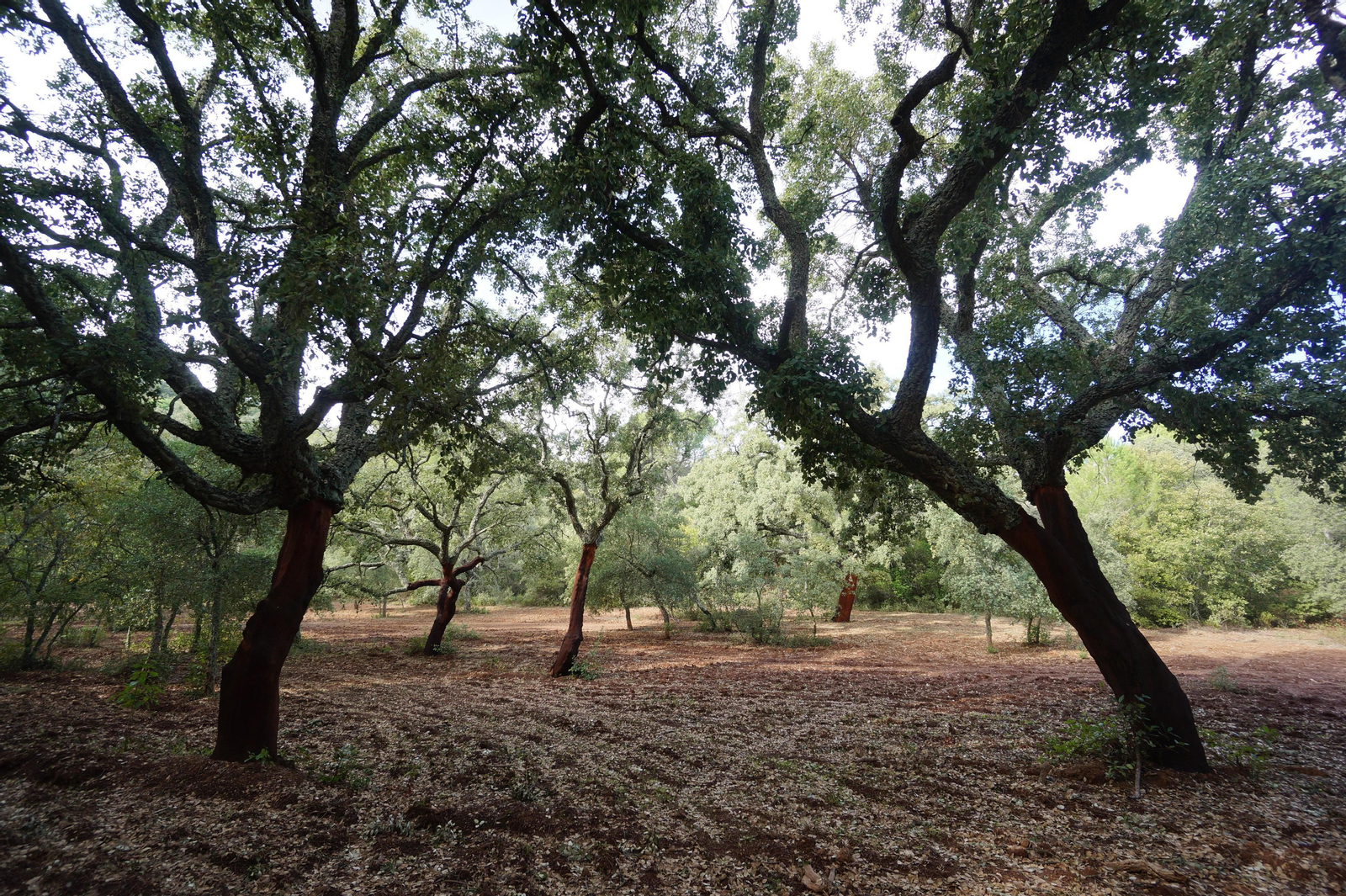 Un paseo en fotografías por el castañar de Valdejetas en la Sierra de Córdoba