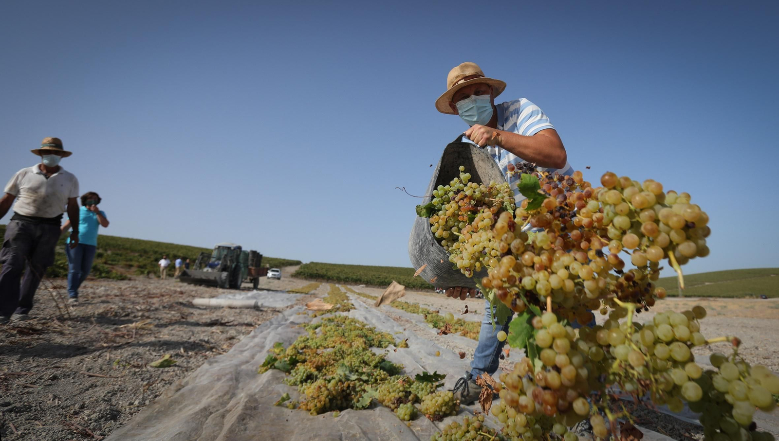 Trabajos de vendimia con mascarilla en una viña del término municipal.