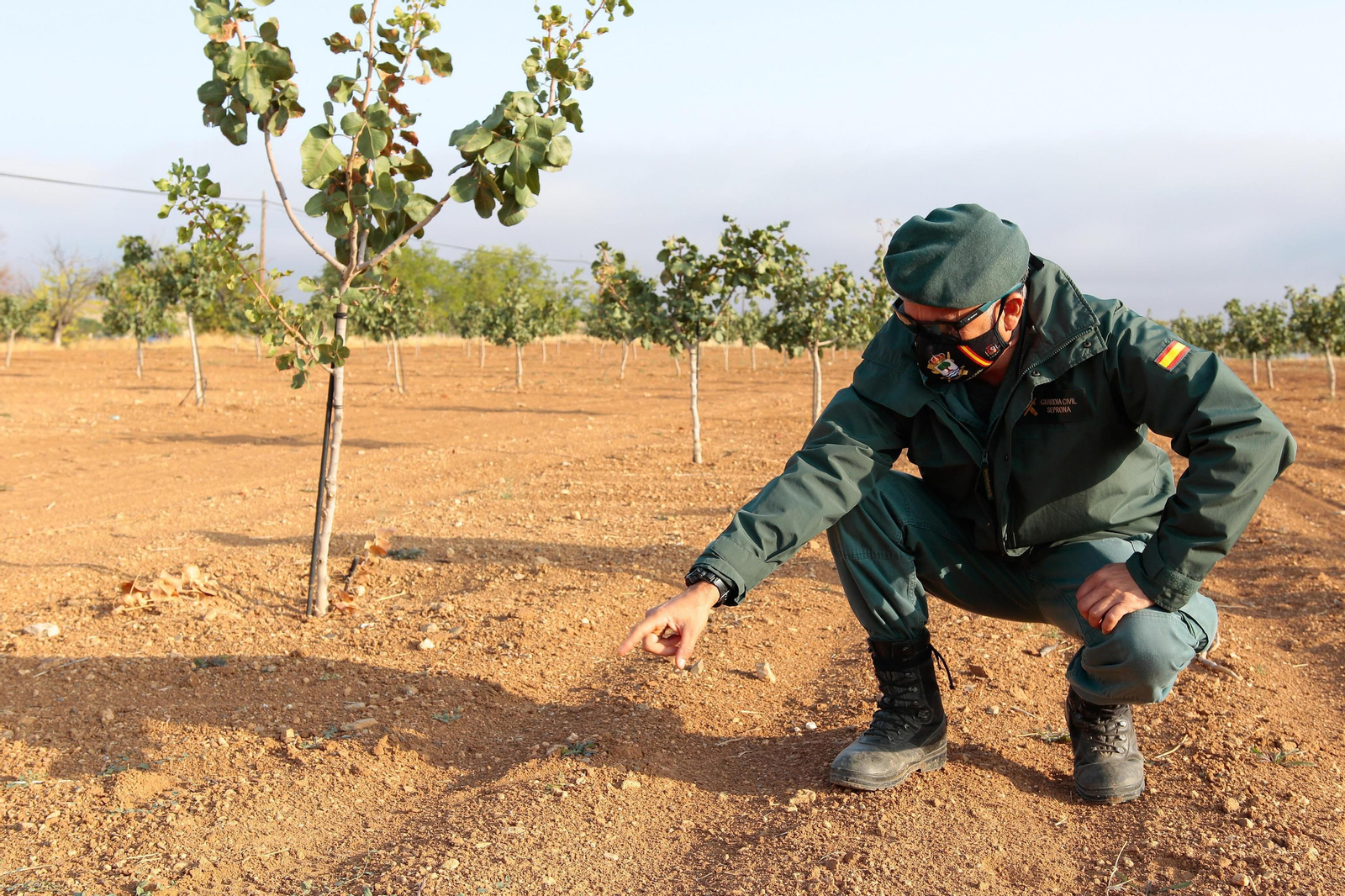 Así busca el Seprona de Granada a la pantera o el gato grande de Ventas de Huelma