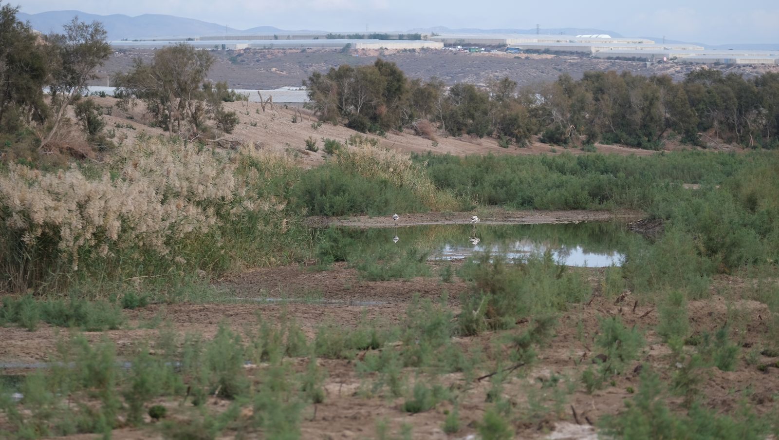 Restauración paisajística de la Rambla Morales, Cabo de Gata. Almería