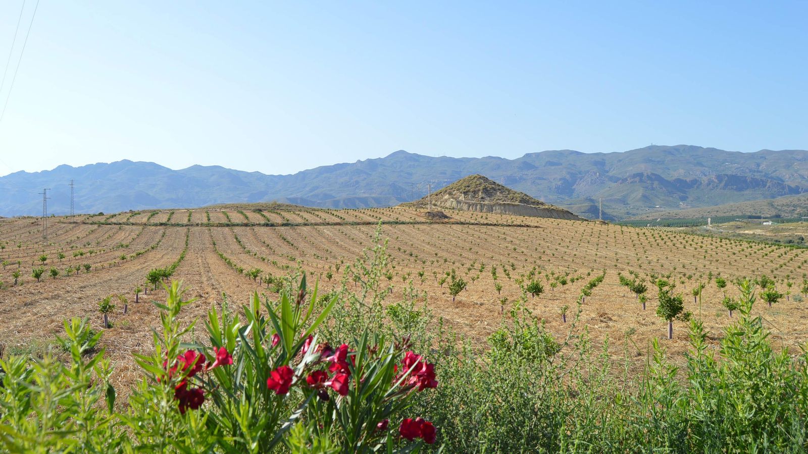 Cultivo de limón bio.