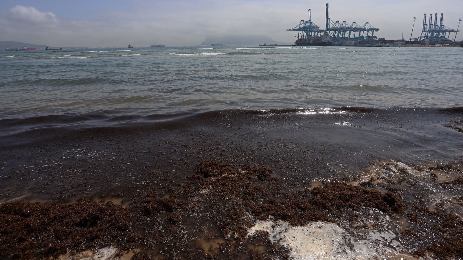 Fotos del alga invasora en El Rinconcillo