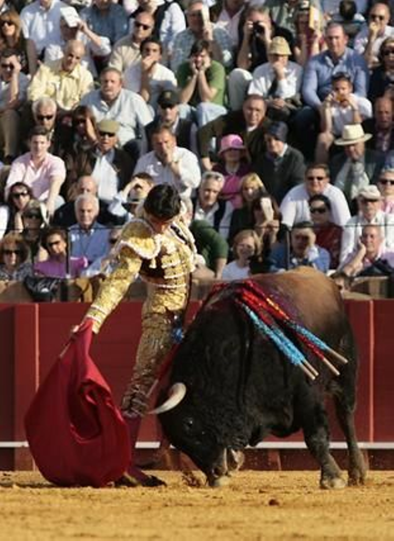 El diestro ecijano Miguel Ángel Delgado, con su uniforme en tabaco y oro, delante del toro.

Foto: Juan Carlos Muñoz