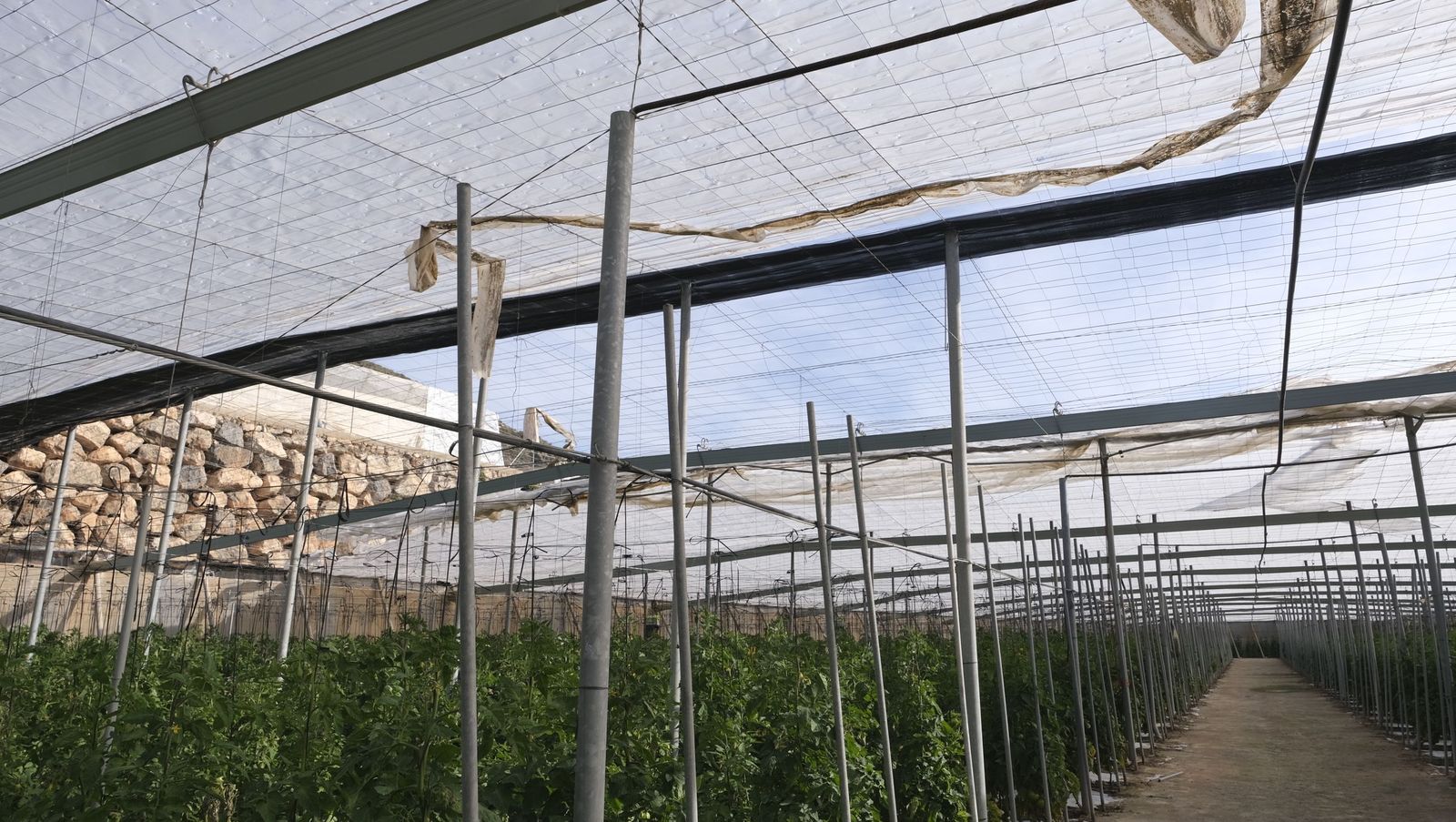 Los efectos del temporal de viento en los invernaderos, en imágenes