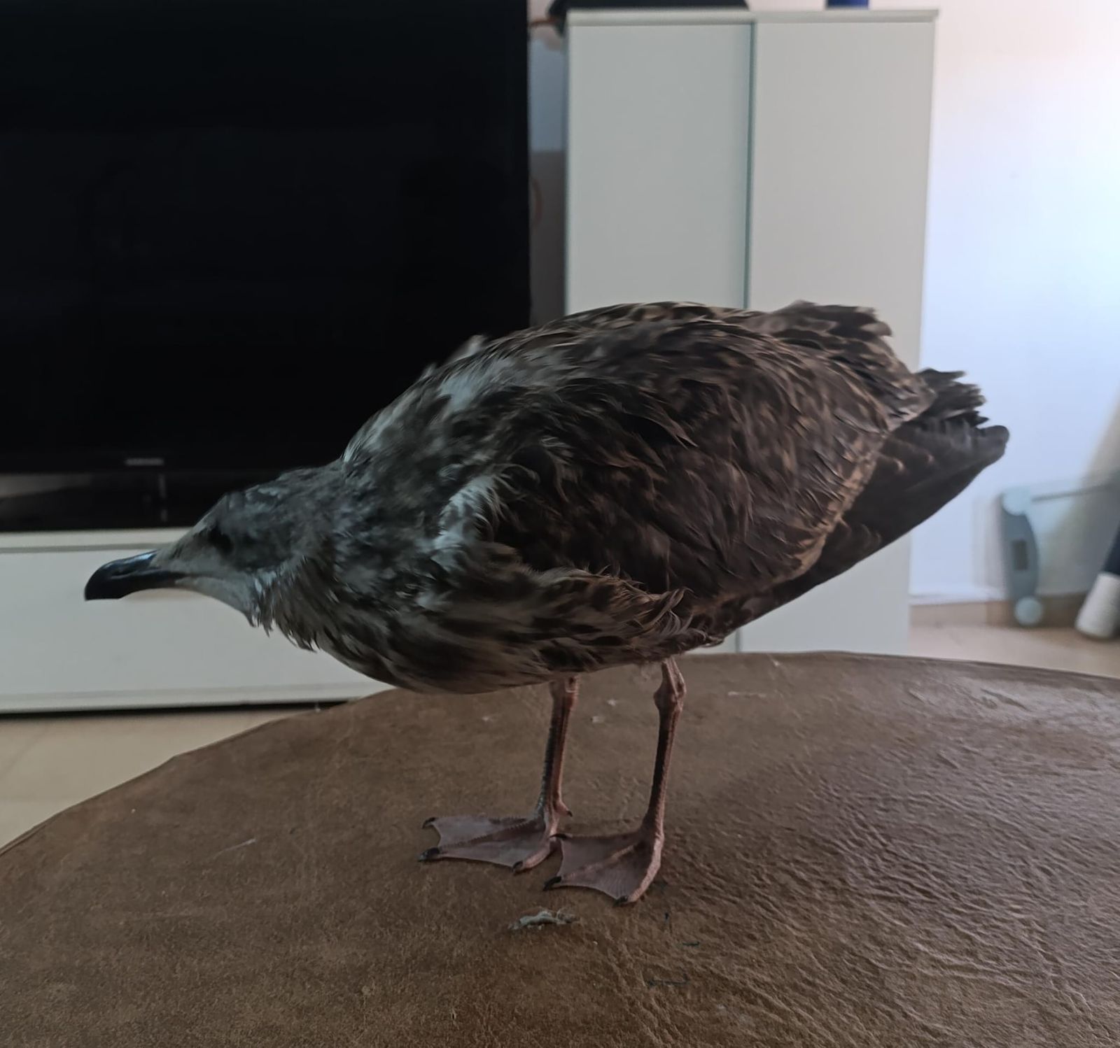 El animal rescatado en el interior del domicilio de Mari Carmen Nieto.