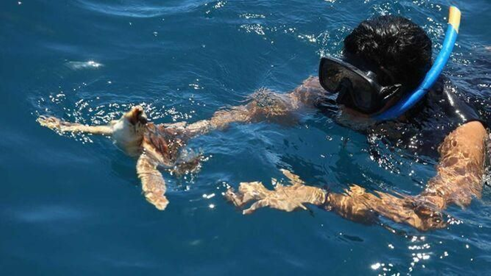 Una tortuga bebé siendo liberada.