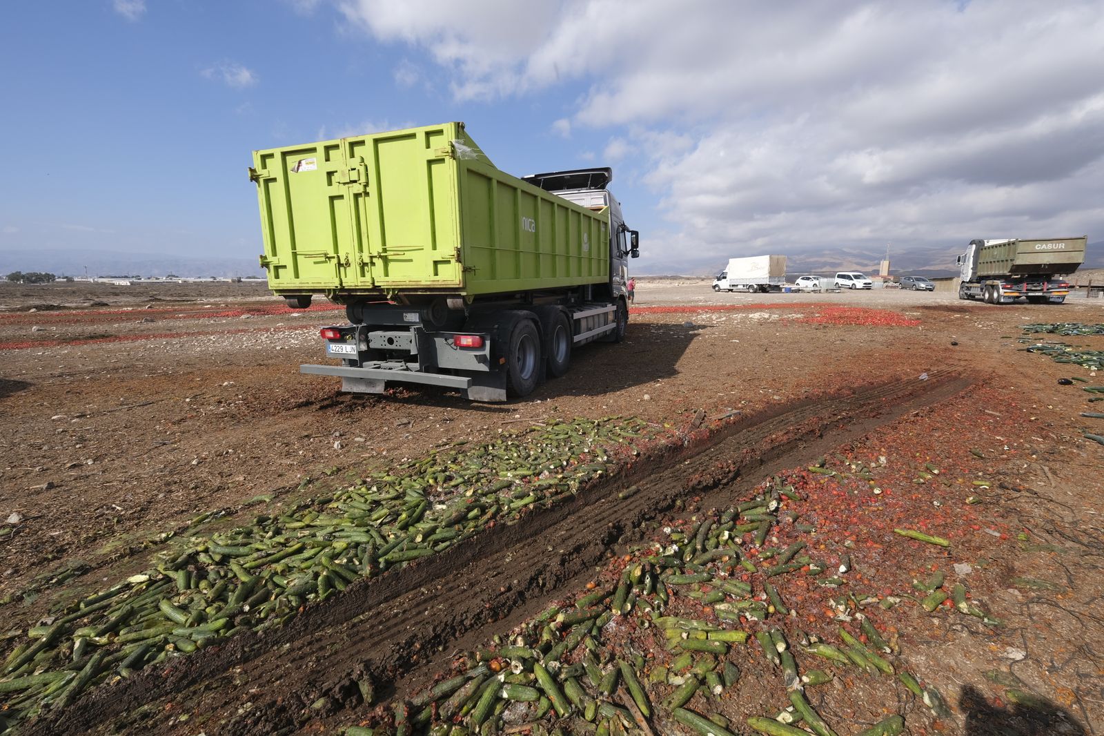 Fotogalería destrucción de pepinos en Almería